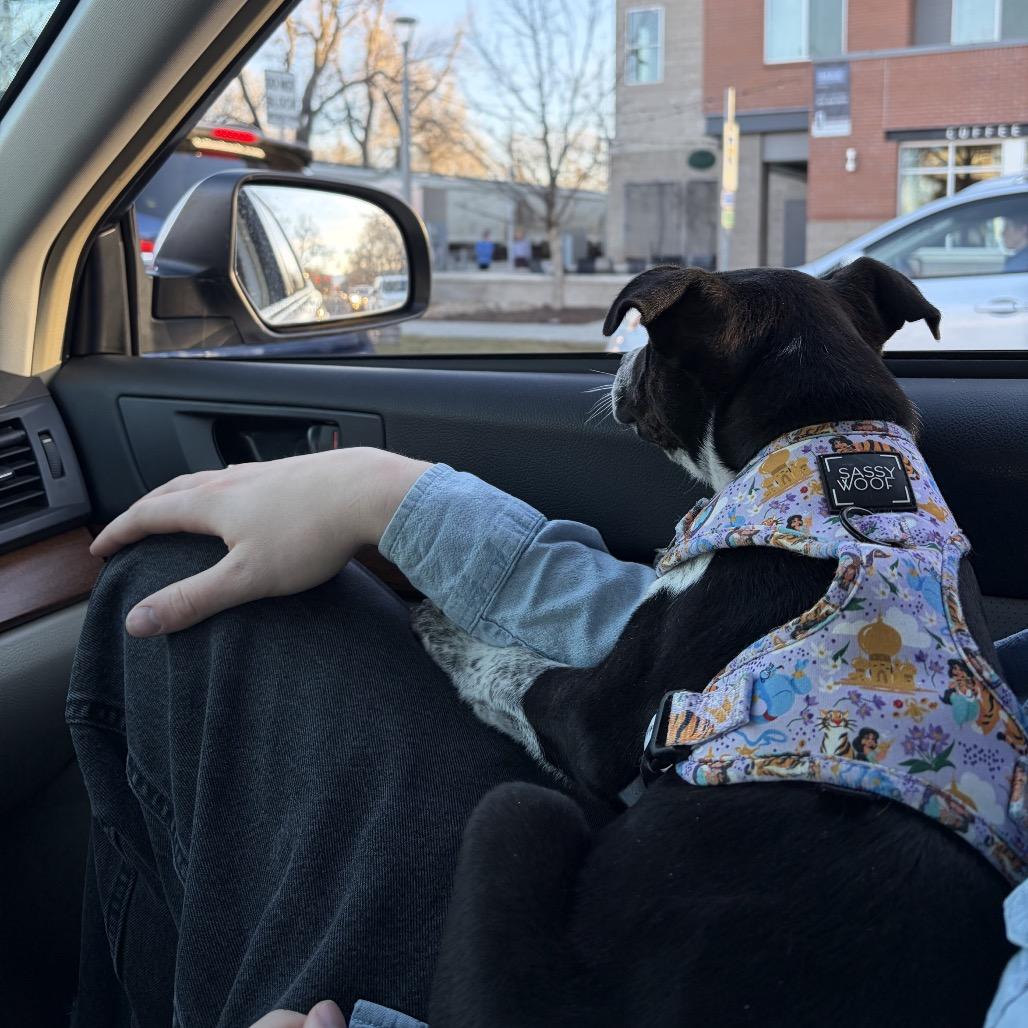 Enlarge Baylee, a Adoptable mixed breed in Fort Collins, CO image 5/6