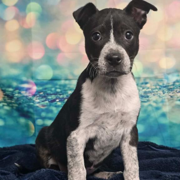 Enlarge Baylee, a Adoptable mixed breed in Fort Collins, CO image 6/6