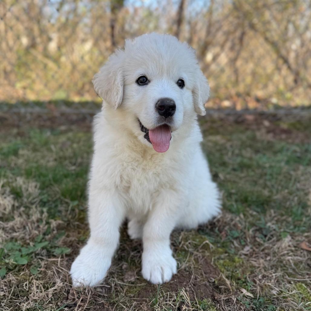 Rue, Adoptable, Puppy Female Great Dane & Mixed Breed.