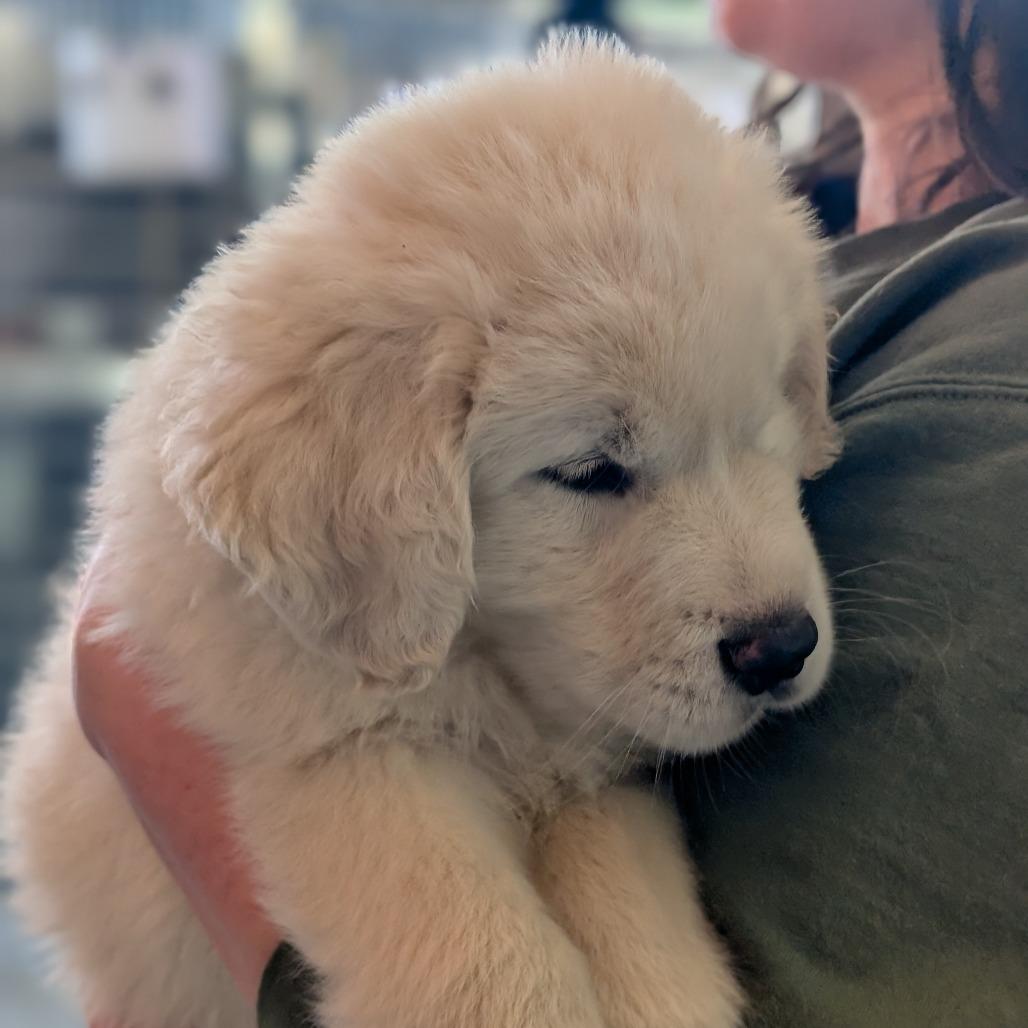 Enlarge Rue, a Adoptable mixed breed in Asheville, NC image 2/6