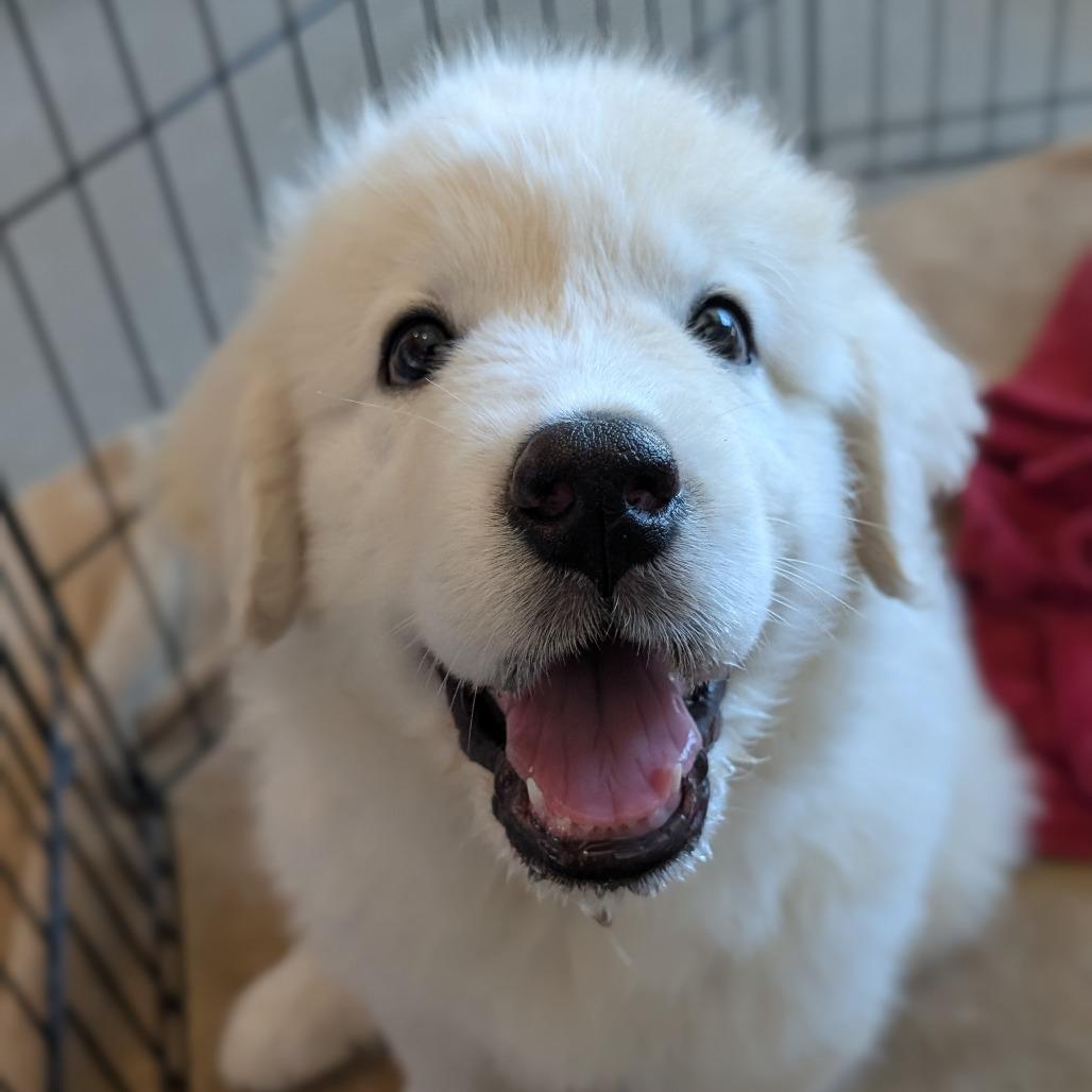 Enlarge Rue, a Adoptable mixed breed in Asheville, NC image 3/6