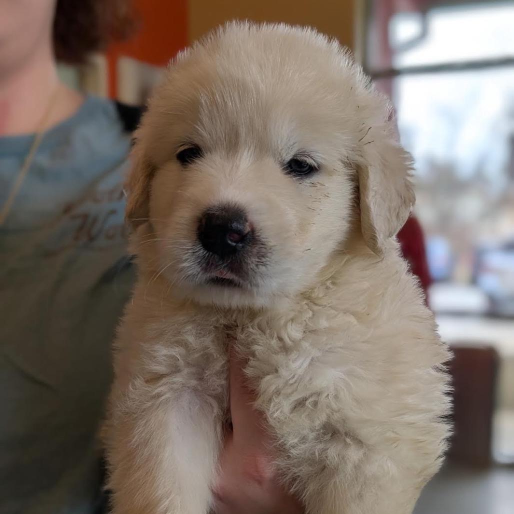 Enlarge Rue, a Adoptable mixed breed in Asheville, NC image 4/6