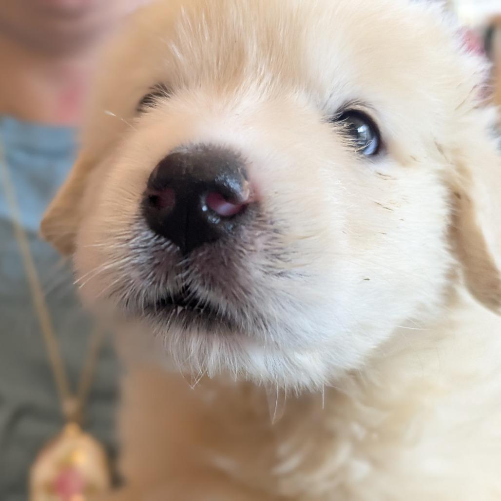 Enlarge Rue, a Adoptable mixed breed in Asheville, NC image 5/6