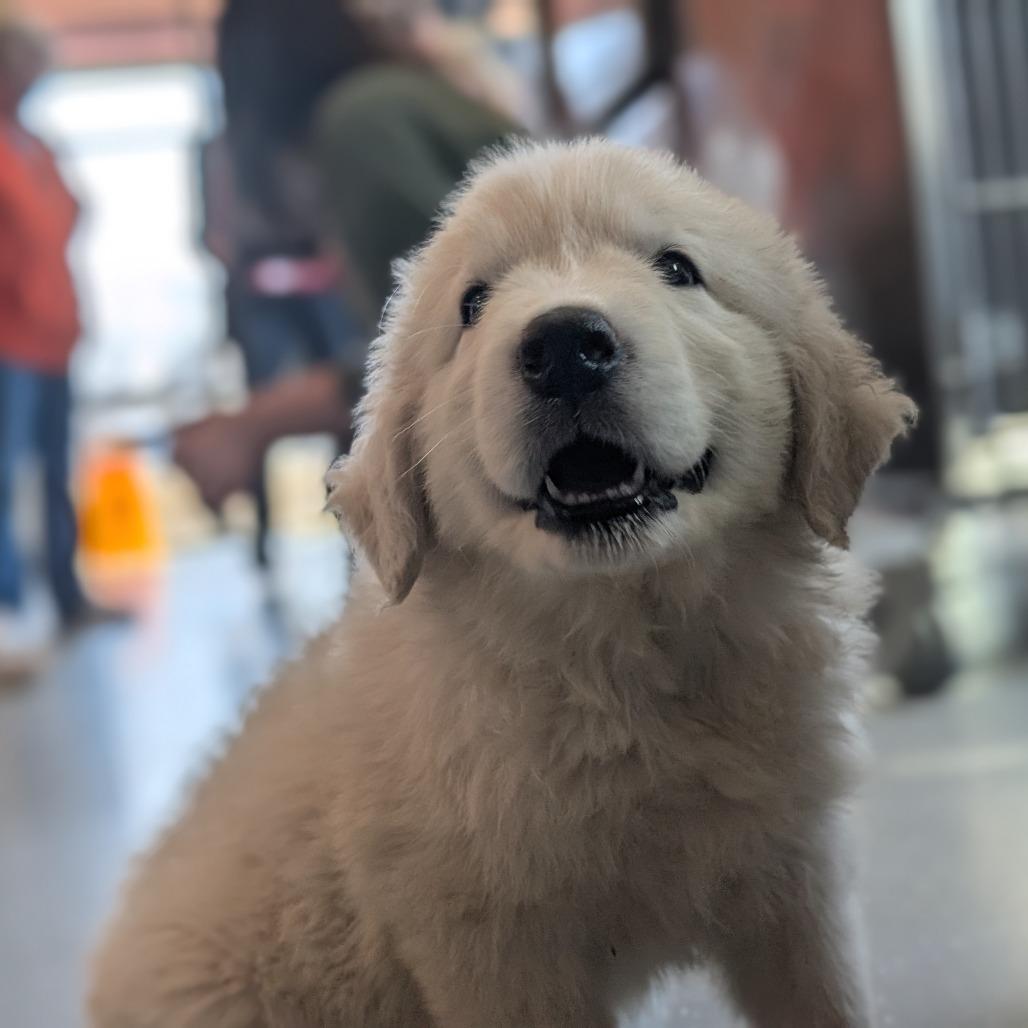 Enlarge Rue, a Adoptable mixed breed in Asheville, NC image 6/6