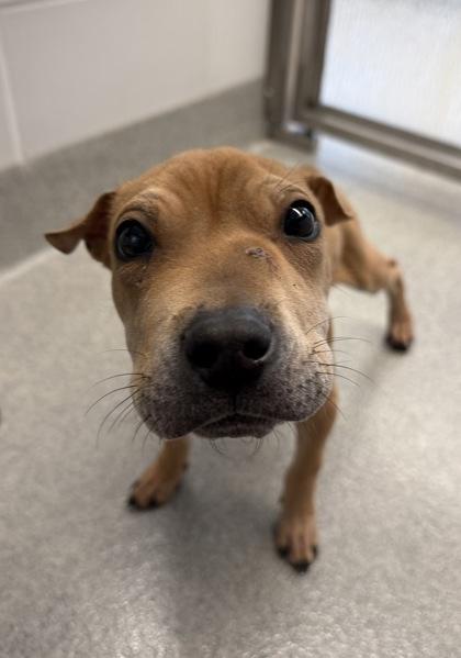 Affogato, Adoptable, Puppy Male Shar-Pei & Mixed Breed.