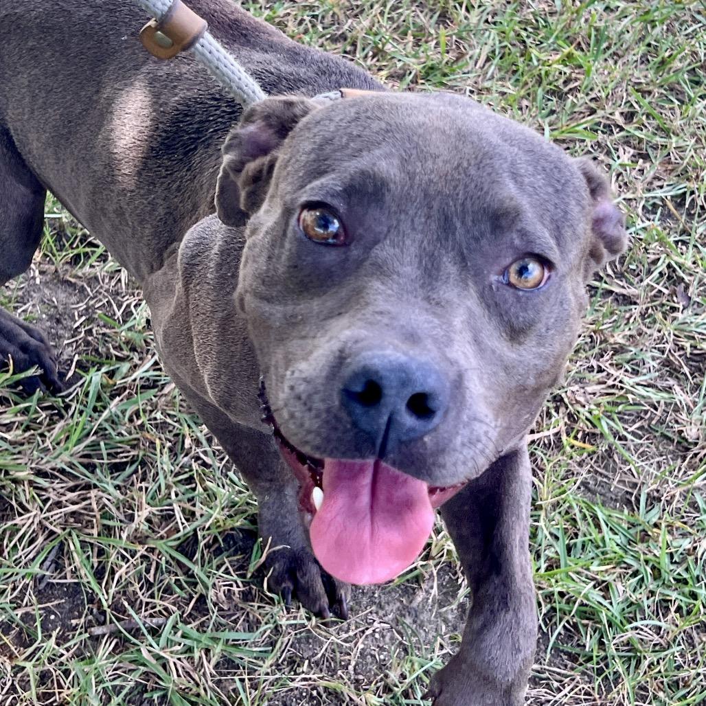 Glen Campbell, Adoptable, Young Male Mixed Breed.