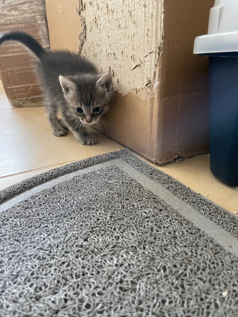 Ellie, a Adopted Tabby in Plantation, FL image 1/4