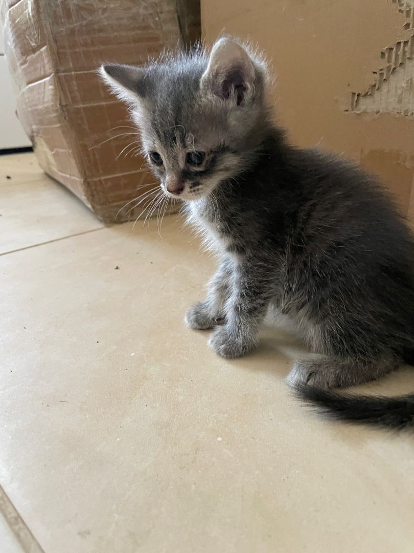 Ellie, a Adopted Tabby in Plantation, FL image 2/4