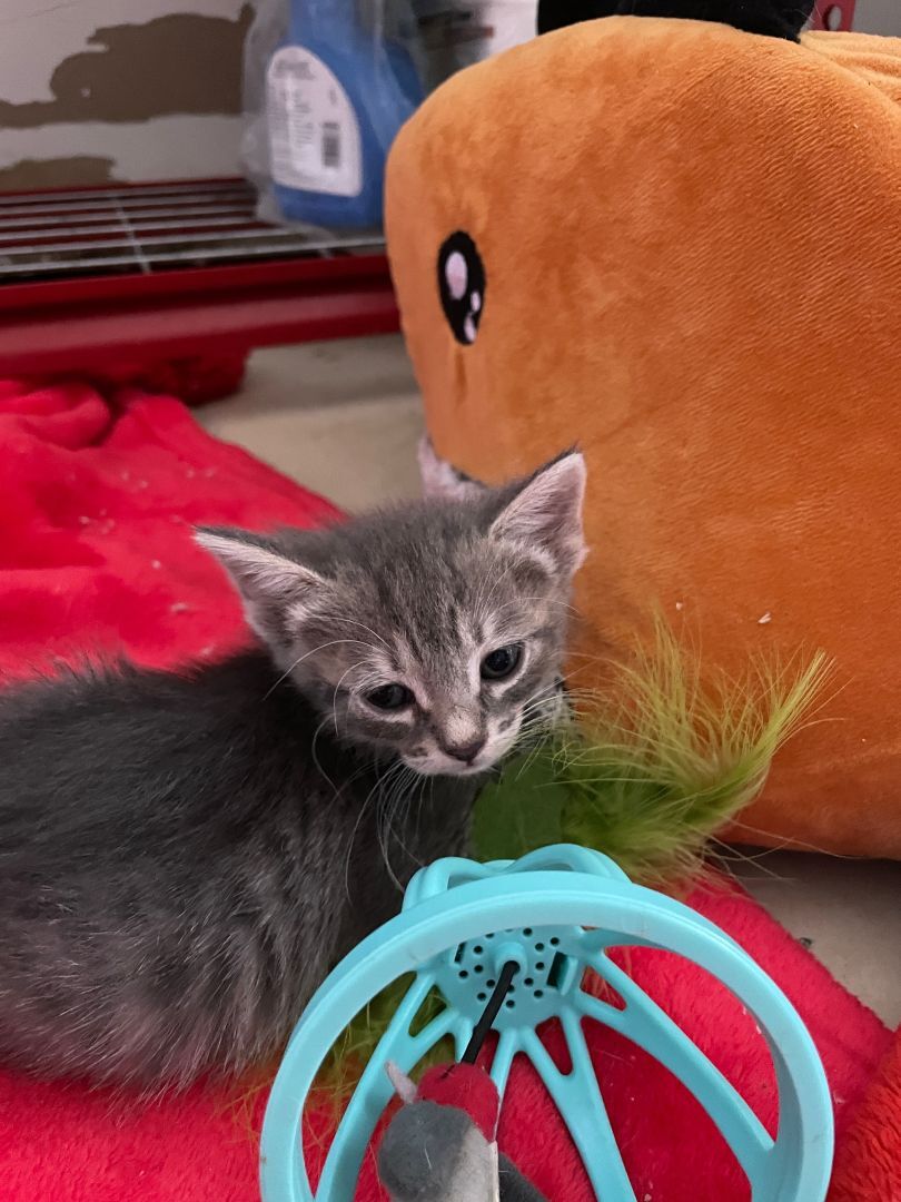 Ellie, a Adopted Tabby in Plantation, FL image 3/4