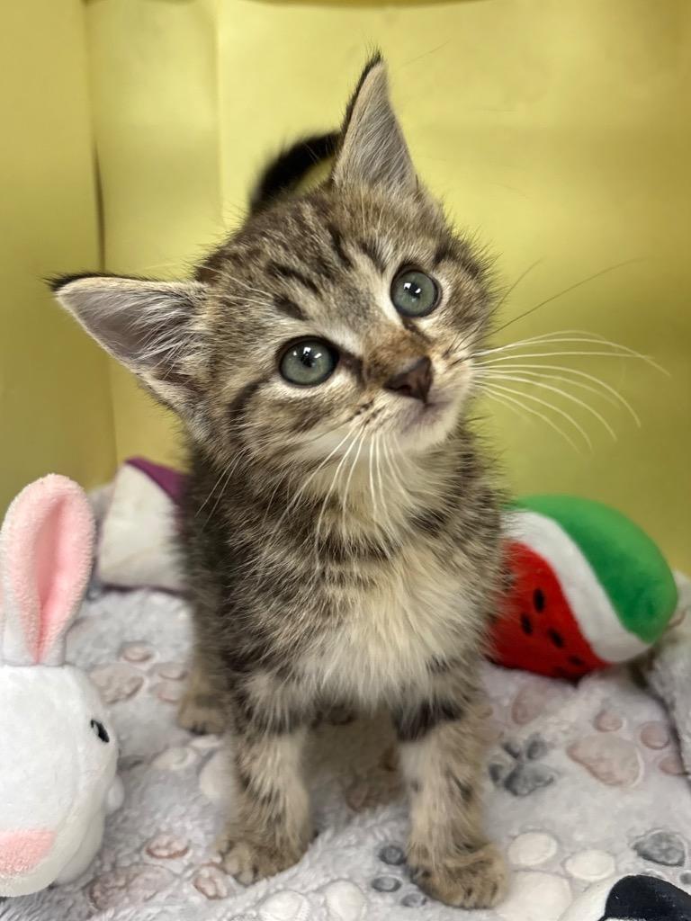 Enlarge Truffle, a Adoptable mixed breed in Greeneville, TN image 1/2