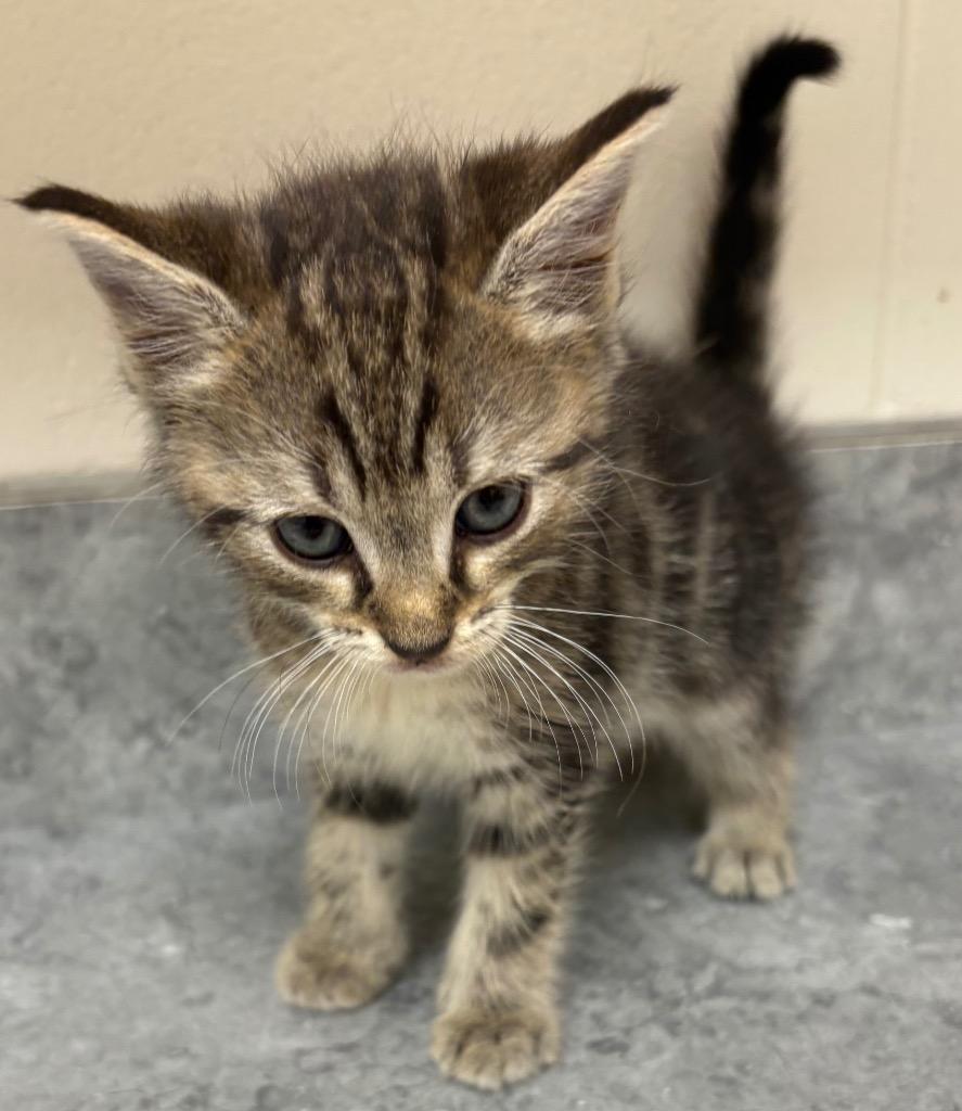Enlarge Truffle, a Adoptable mixed breed in Greeneville, TN image 2/2