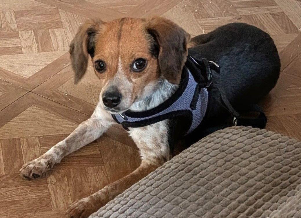Enlarge Bitty, a Adoptable Beagle in Dunnellon, FL image 1/3
