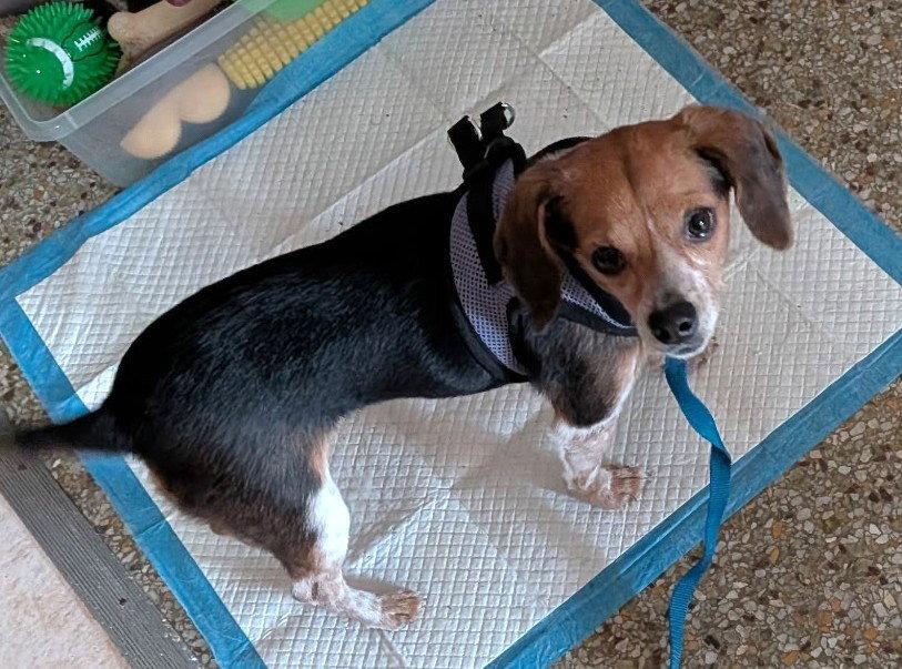 Enlarge Bitty, a Adoptable Beagle in Dunnellon, FL image 2/3