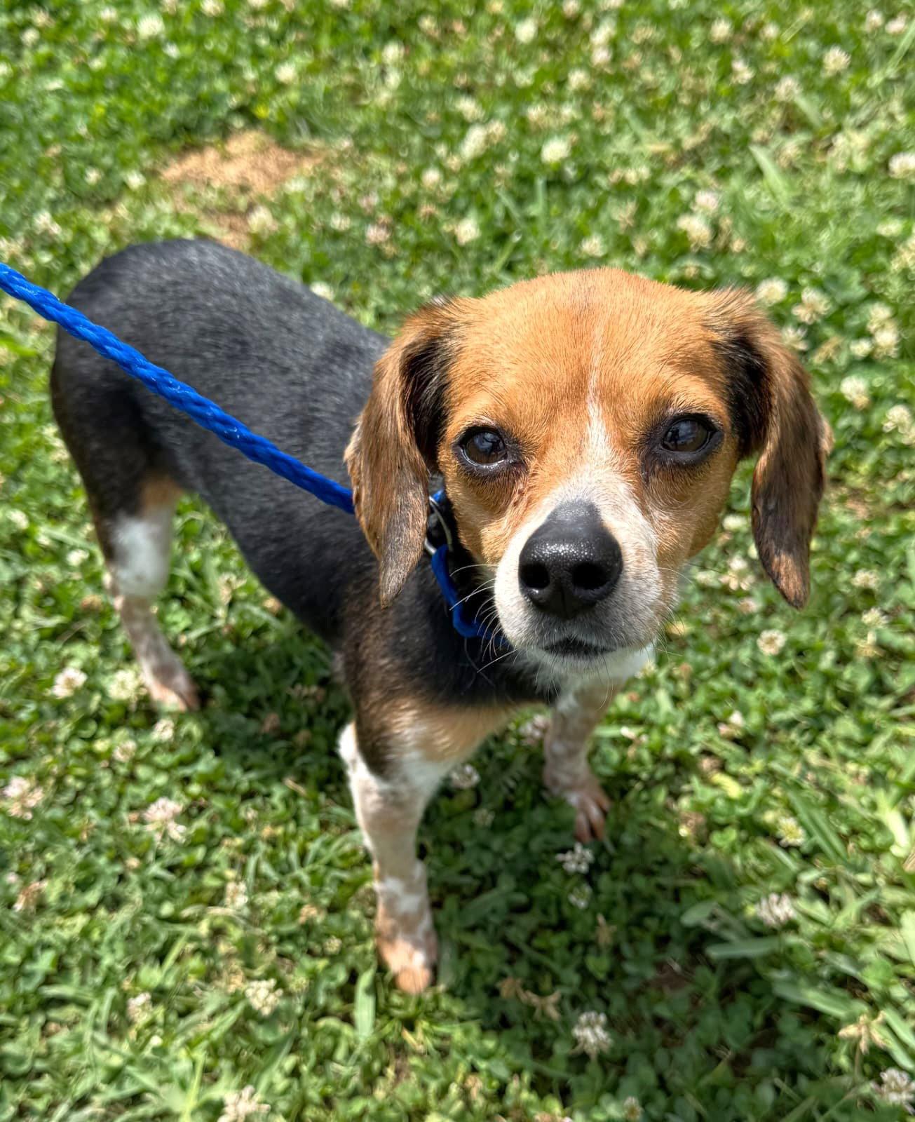 Enlarge Bitty, a Adoptable Beagle in Dunnellon, FL image 3/3