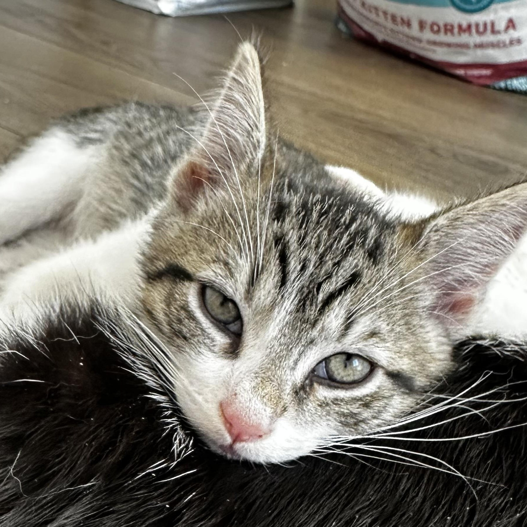 Enlarge Sugar Plum, an adopted Domestic Short Hair in Santa Ana, CA image 5/6