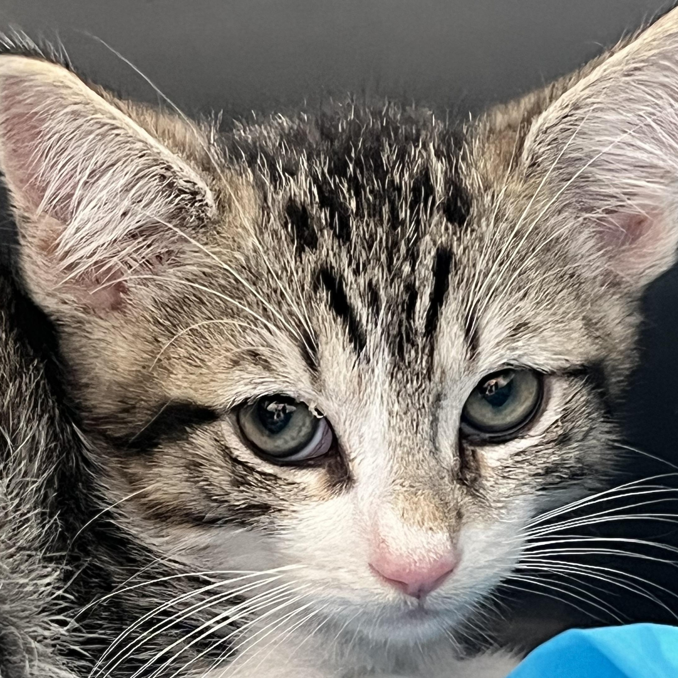 Enlarge Sugar Plum, an adopted Domestic Short Hair in Santa Ana, CA image 1/6