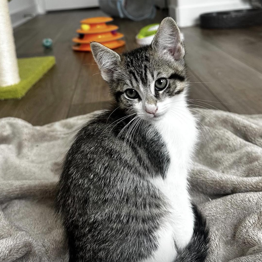 Enlarge Sugar Plum, an adopted Domestic Short Hair in Santa Ana, CA image 3/6