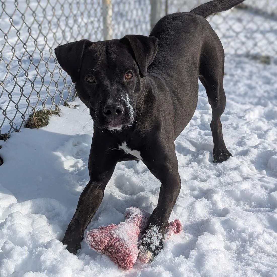 Enlarge Fabuloso, a ADOPTABLE Mixed Breed in Benton Harbor, MI image 1/6