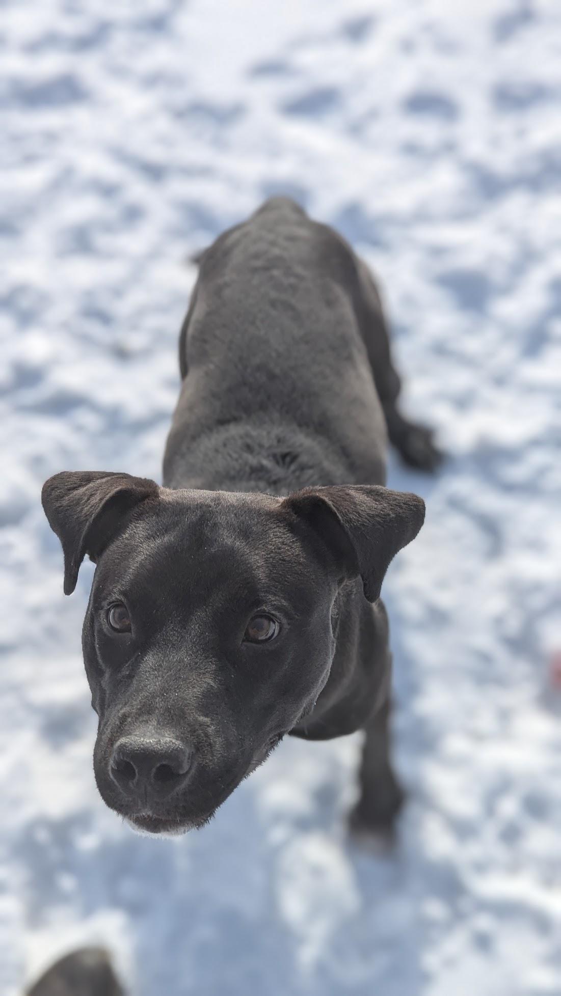 Enlarge Fabuloso, a ADOPTABLE Mixed Breed in Benton Harbor, MI image 2/6