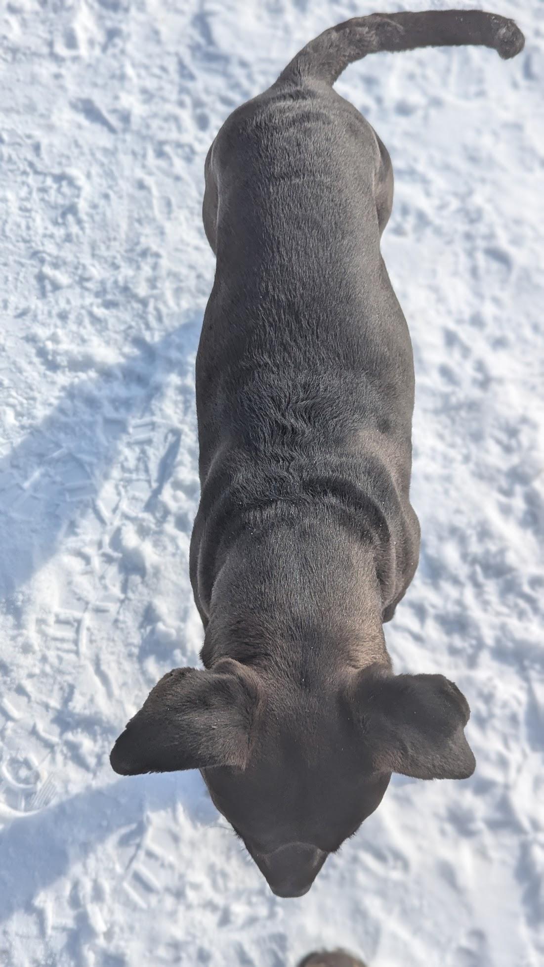 Enlarge Fabuloso, a ADOPTABLE Mixed Breed in Benton Harbor, MI image 3/6