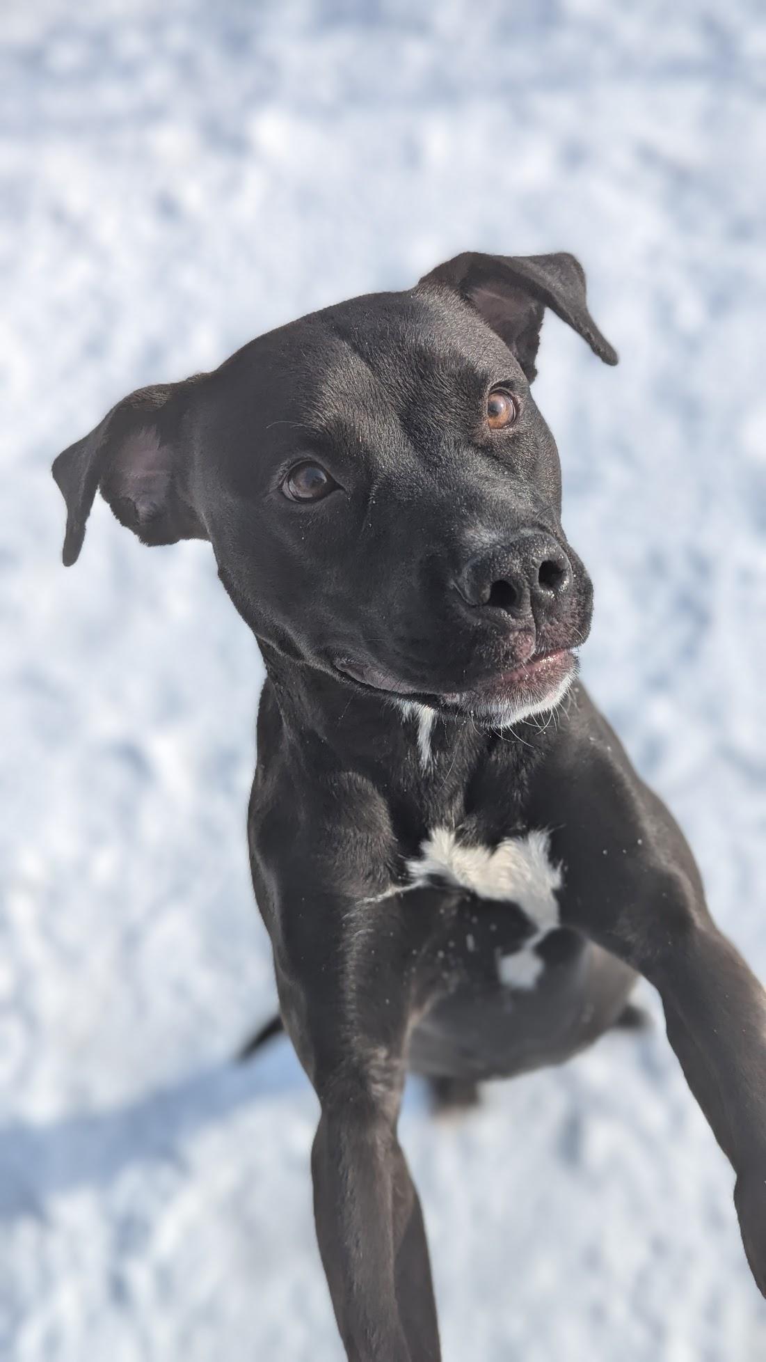 Enlarge Fabuloso, a ADOPTABLE Mixed Breed in Benton Harbor, MI image 4/6