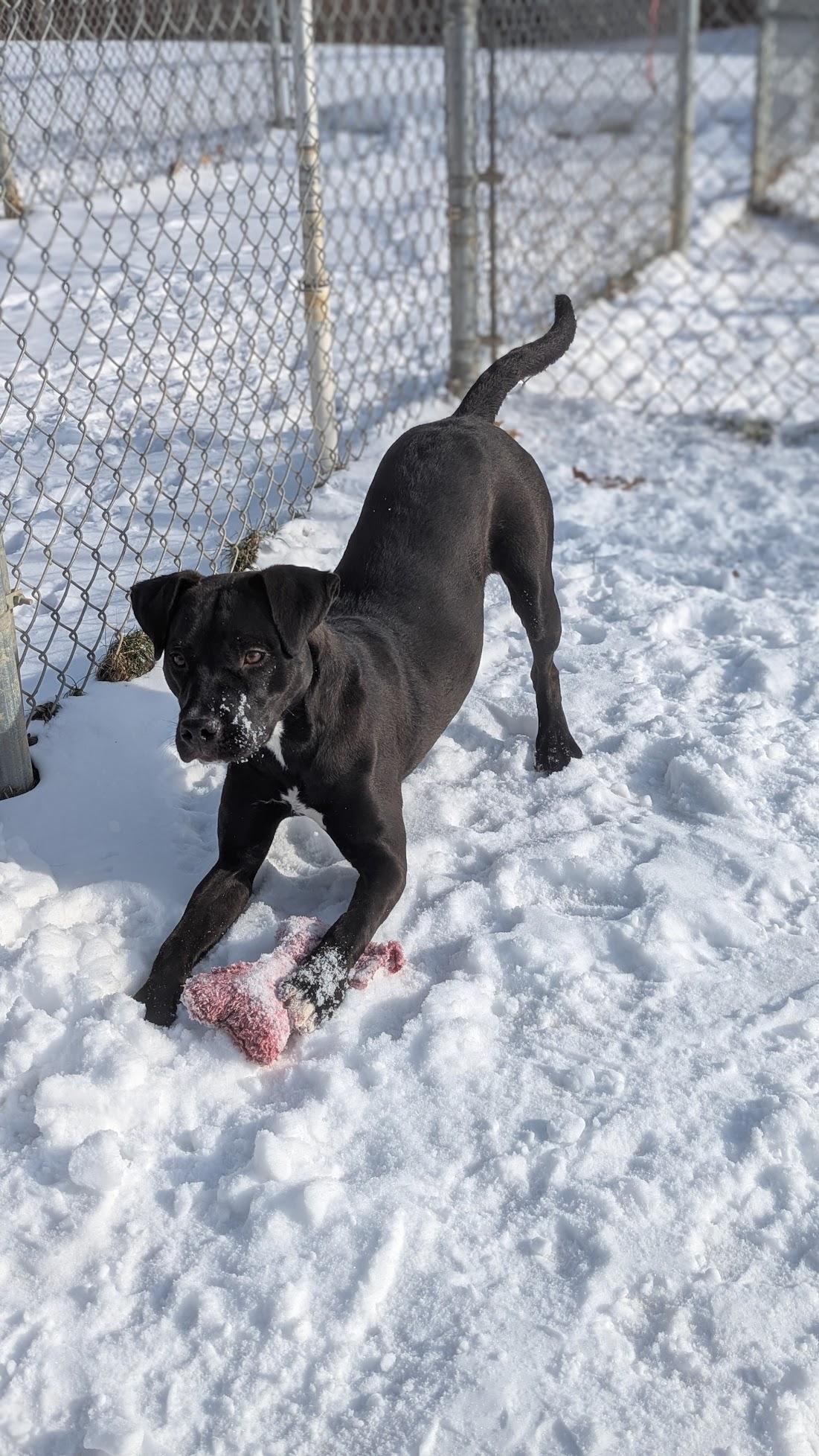 Enlarge Fabuloso, a ADOPTABLE Mixed Breed in Benton Harbor, MI image 5/6