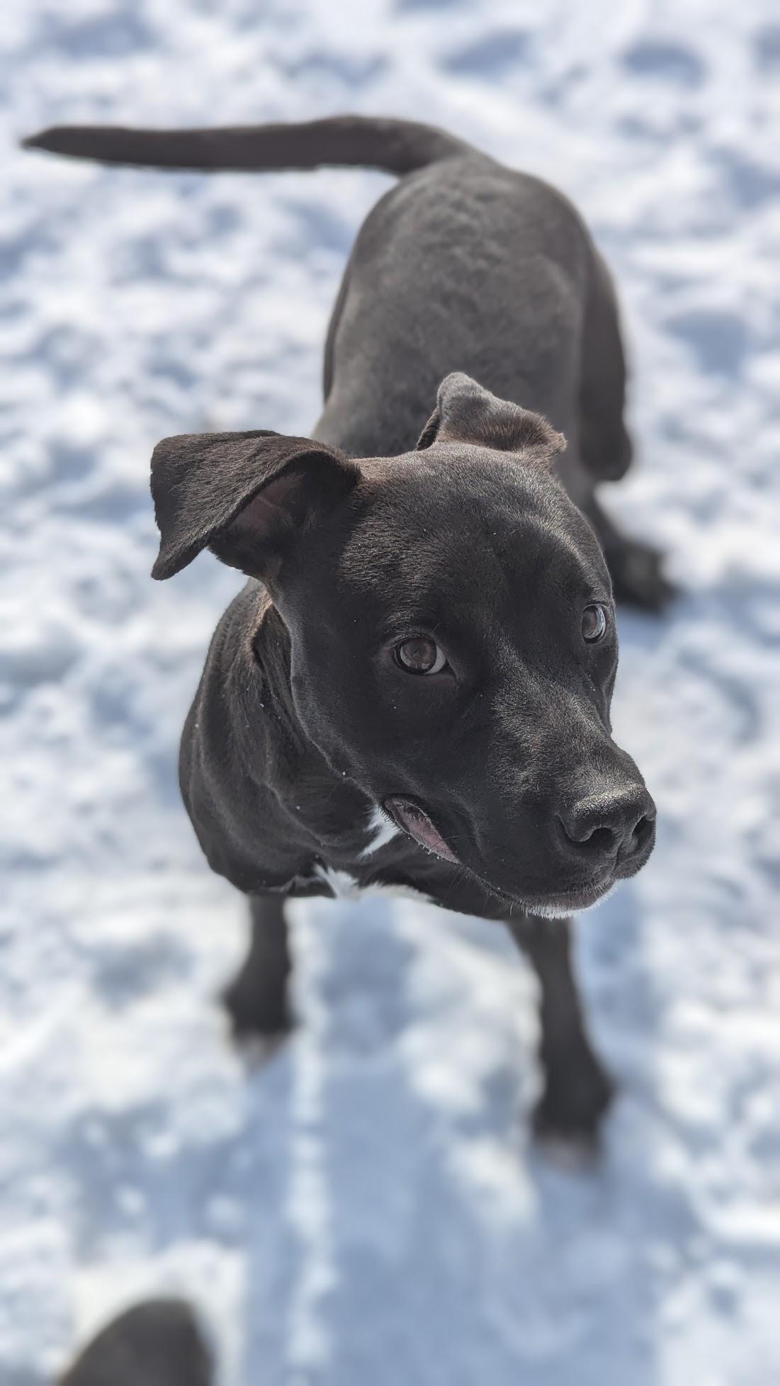 Enlarge Fabuloso, a ADOPTABLE Mixed Breed in Benton Harbor, MI image 6/6