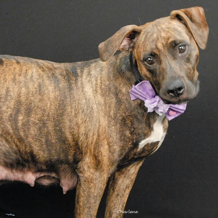 Enlarge Ms. Frizzle, a Adoptable mixed breed in Newland, NC image 2/2