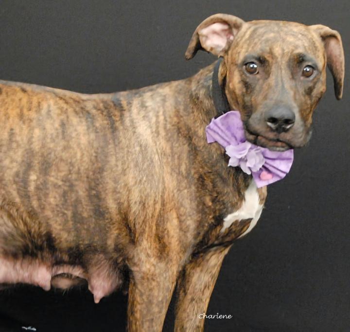 Ms. Frizzle, Adoptable, Adult Female Boxer.