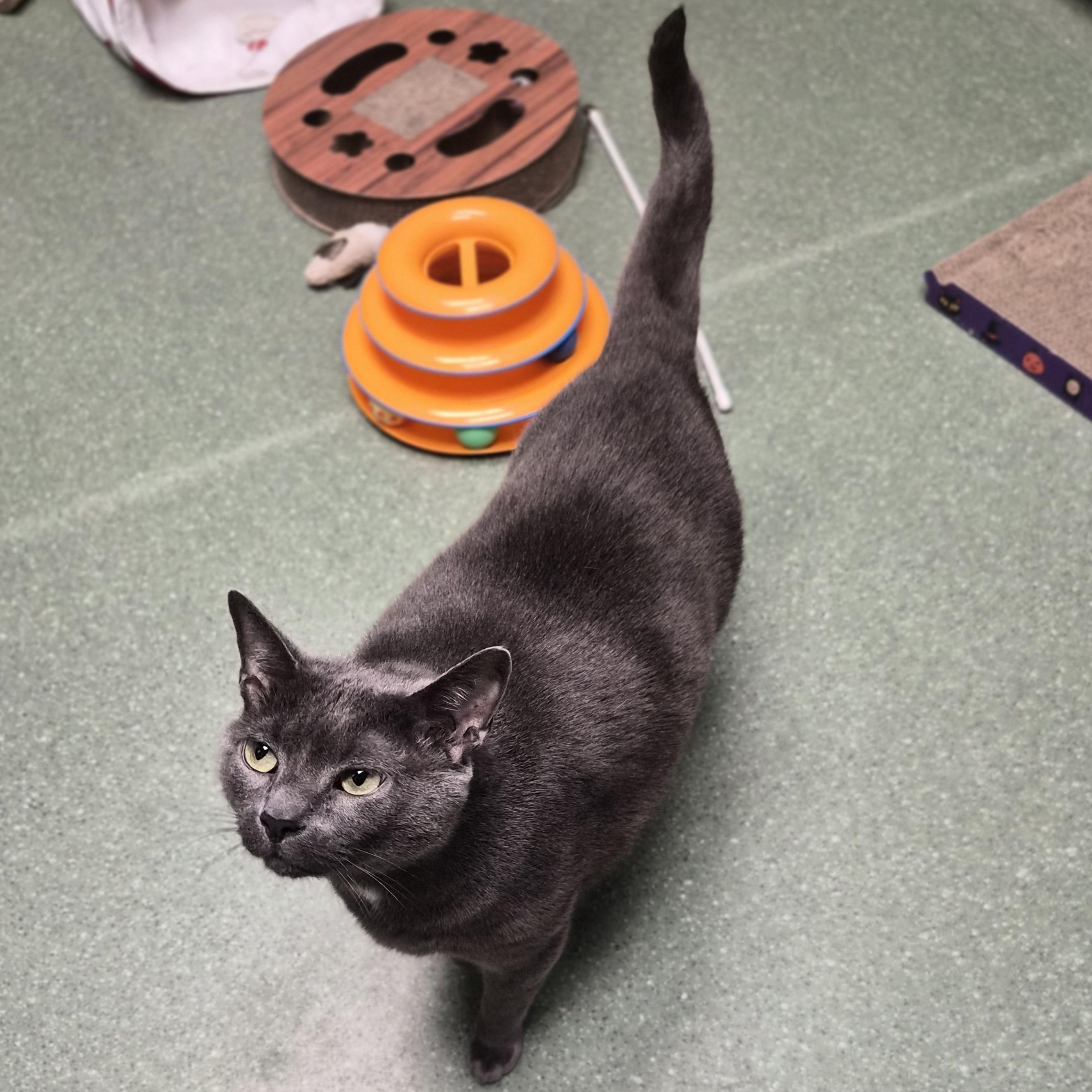 Odin, a ADOPTABLE Domestic Short Hair in Cornelius, NC image 2/6
