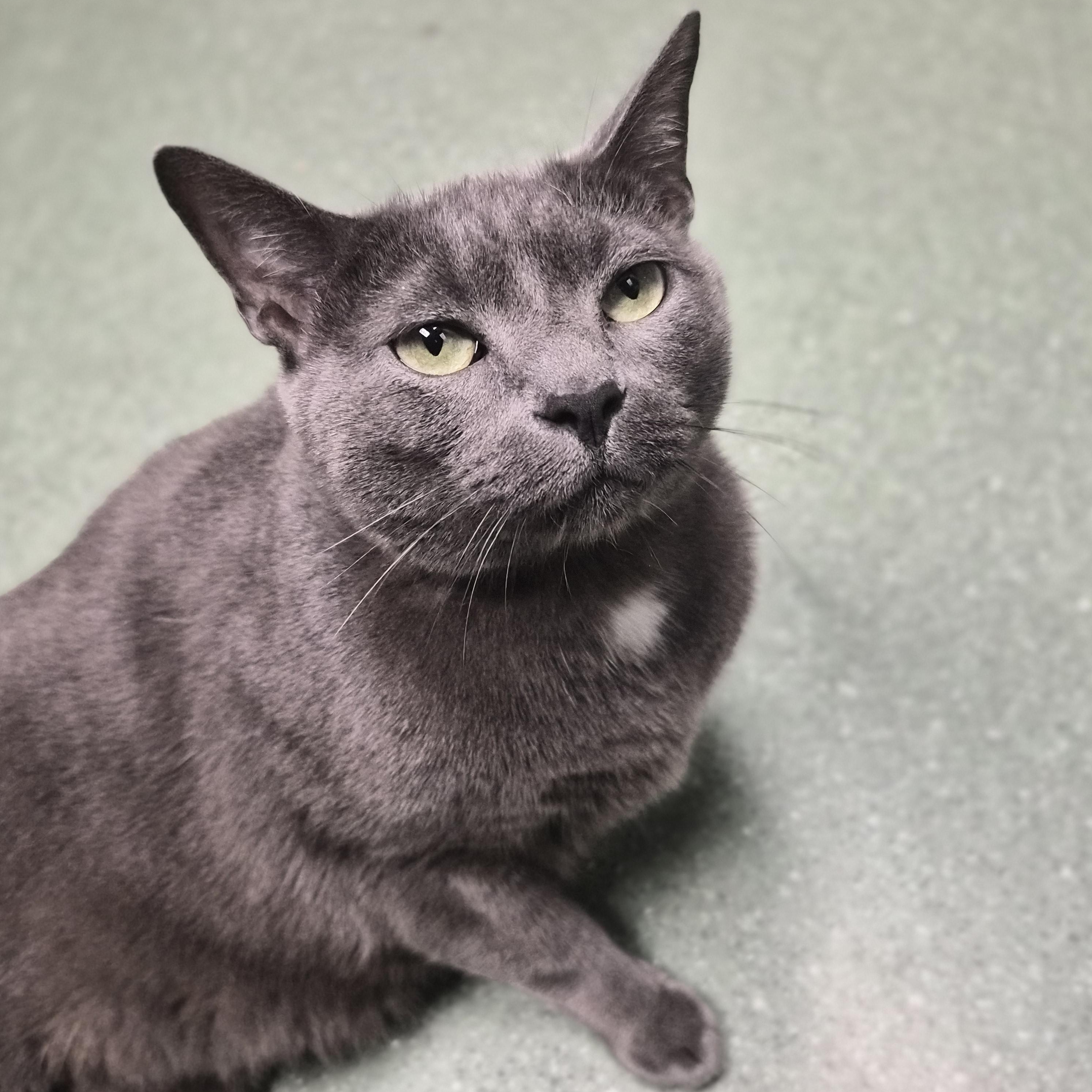 Odin, Adopted, Adult Male Domestic Short Hair.