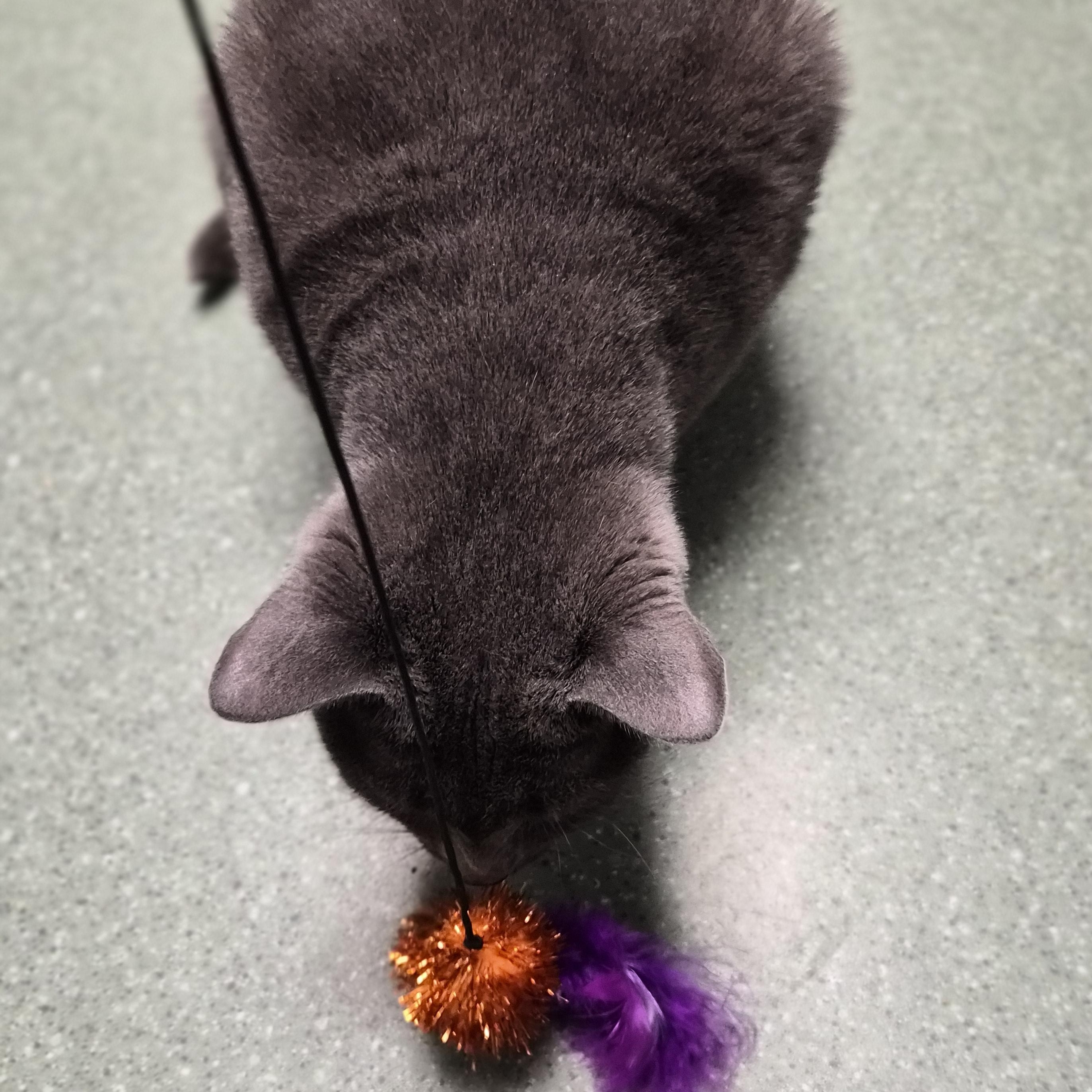 Odin, a ADOPTABLE Domestic Short Hair in Cornelius, NC image 5/6