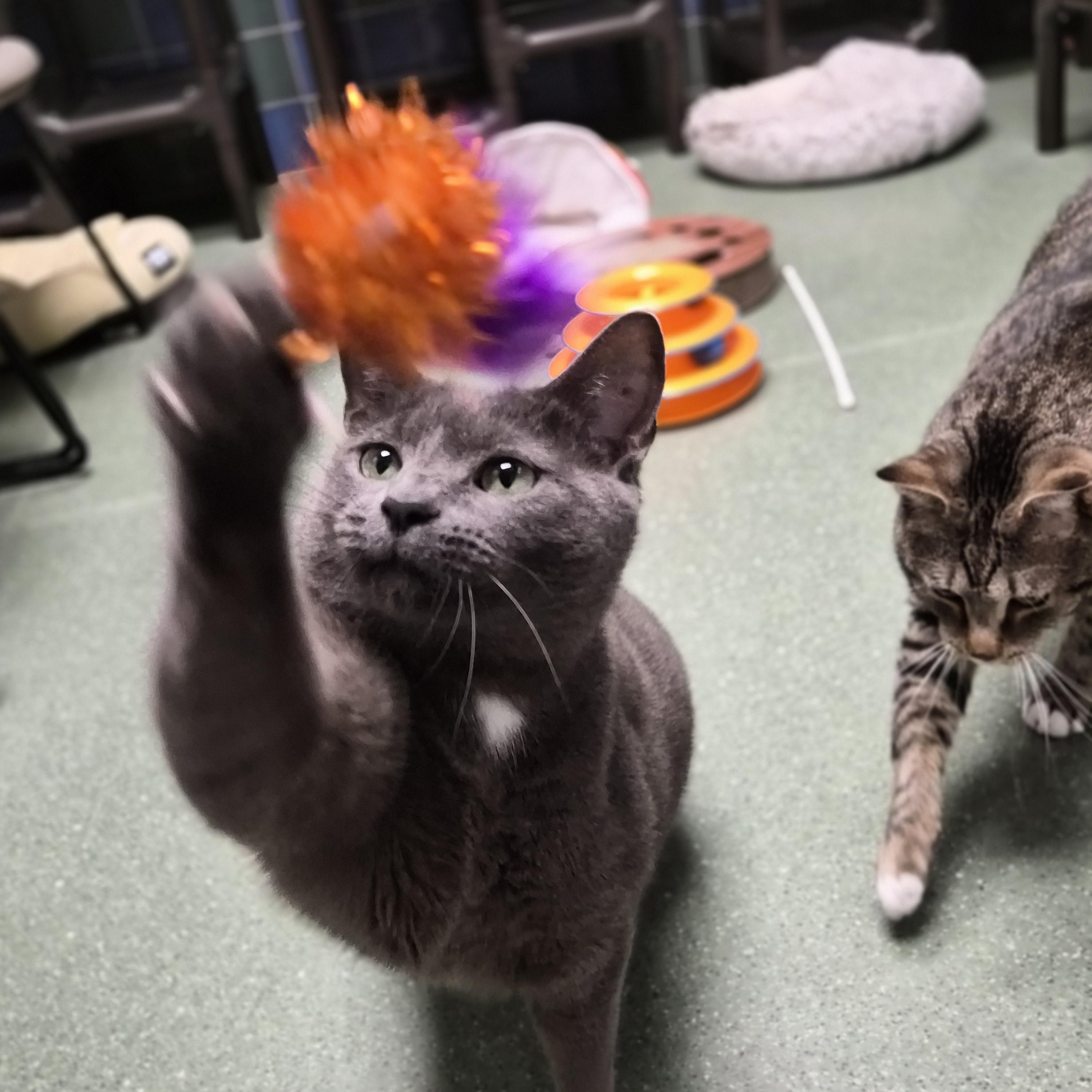 Odin, a ADOPTABLE Domestic Short Hair in Cornelius, NC image 3/6