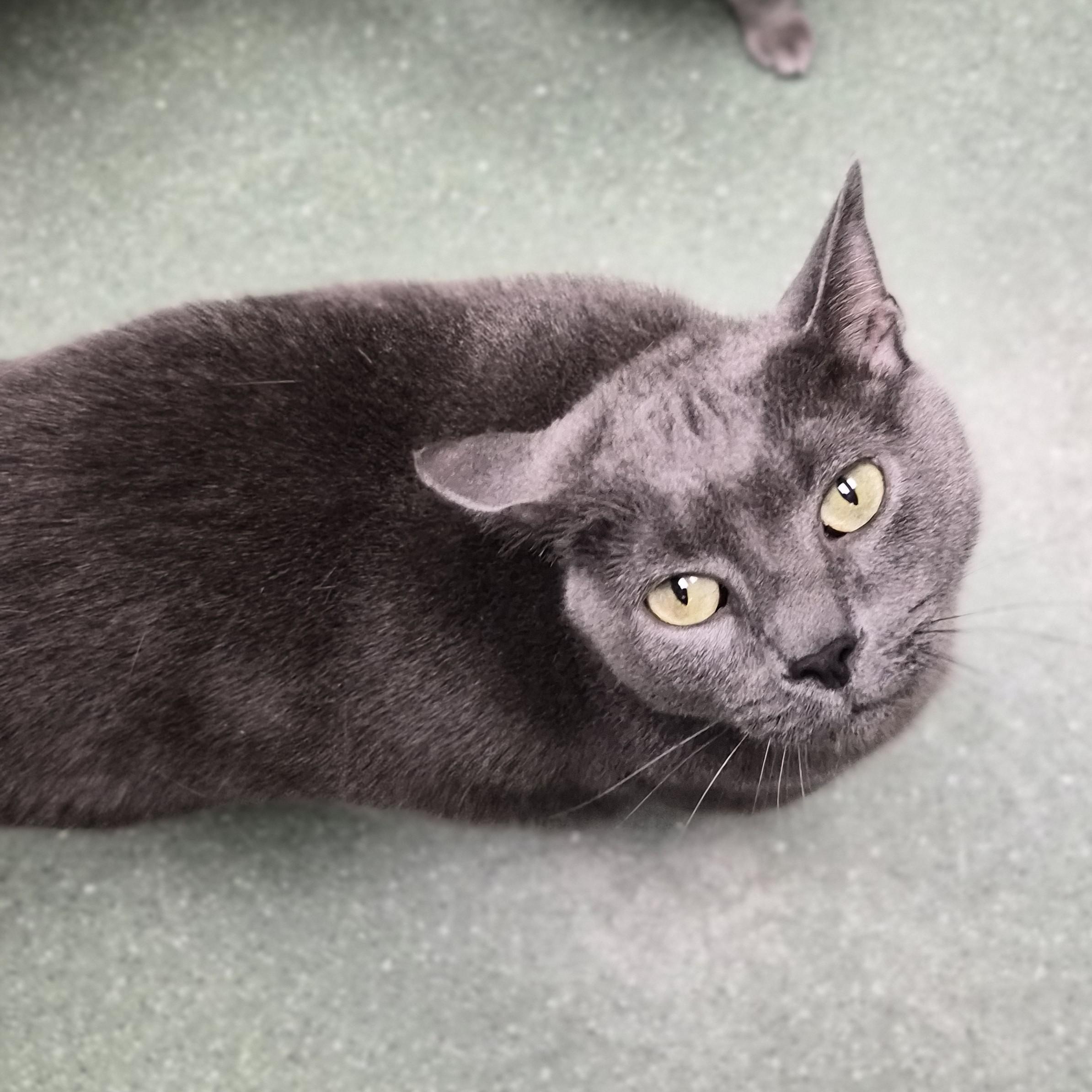 Odin, ADOPTABLE, Adult Male Domestic Short Hair.