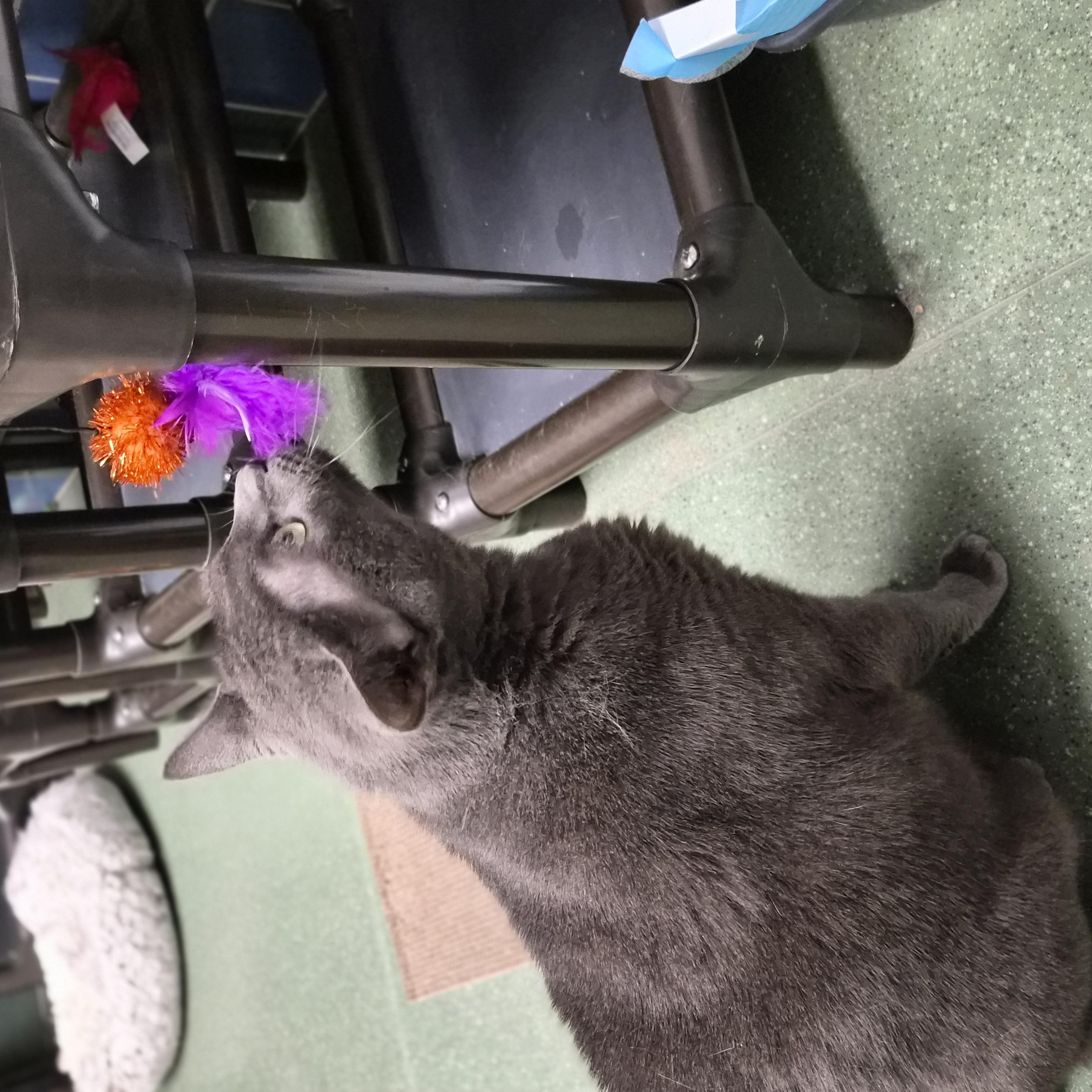 Odin, a ADOPTABLE Domestic Short Hair in Cornelius, NC image 6/6