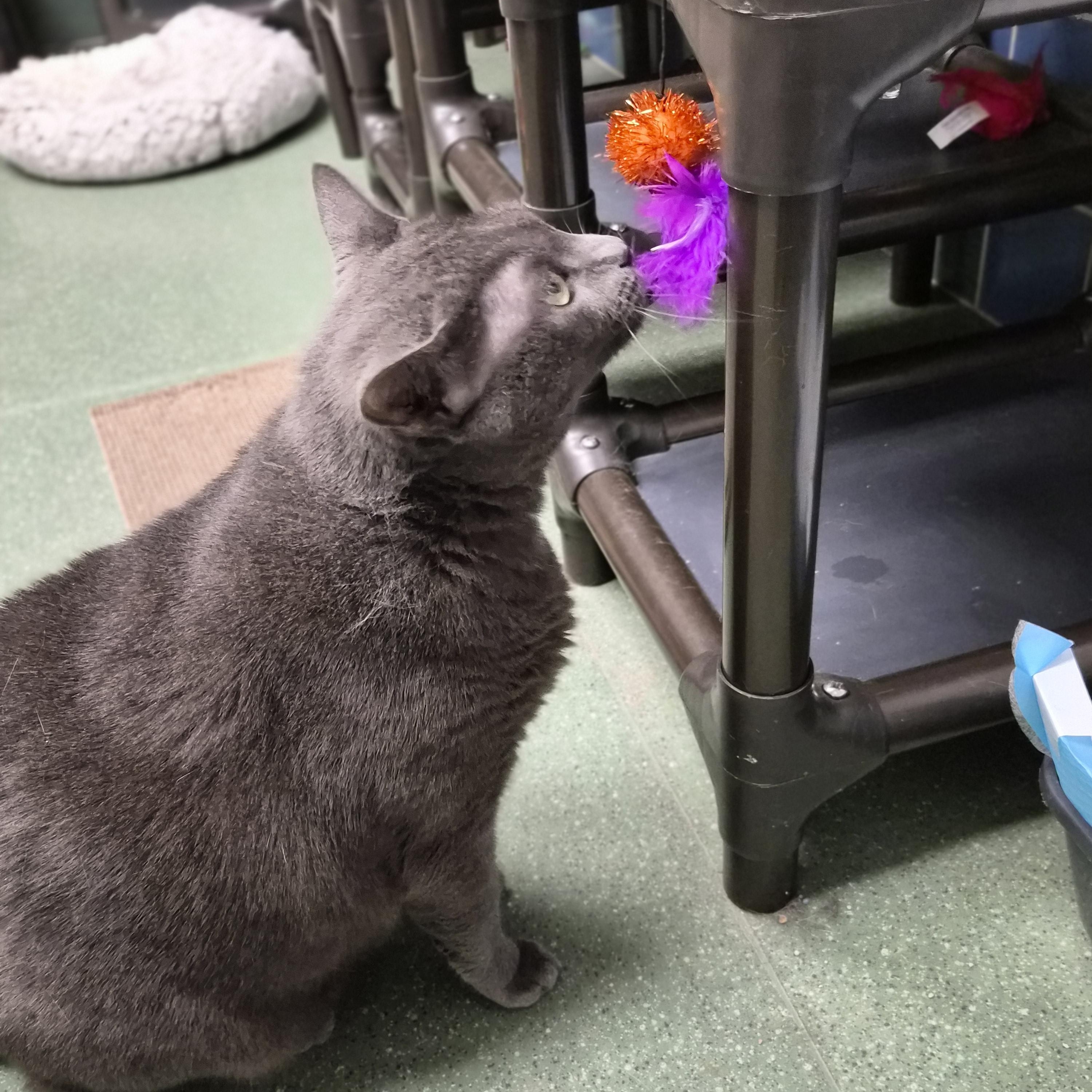 Enlarge Odin, a Adopted Domestic Short Hair in Cornelius, NC image 5/6