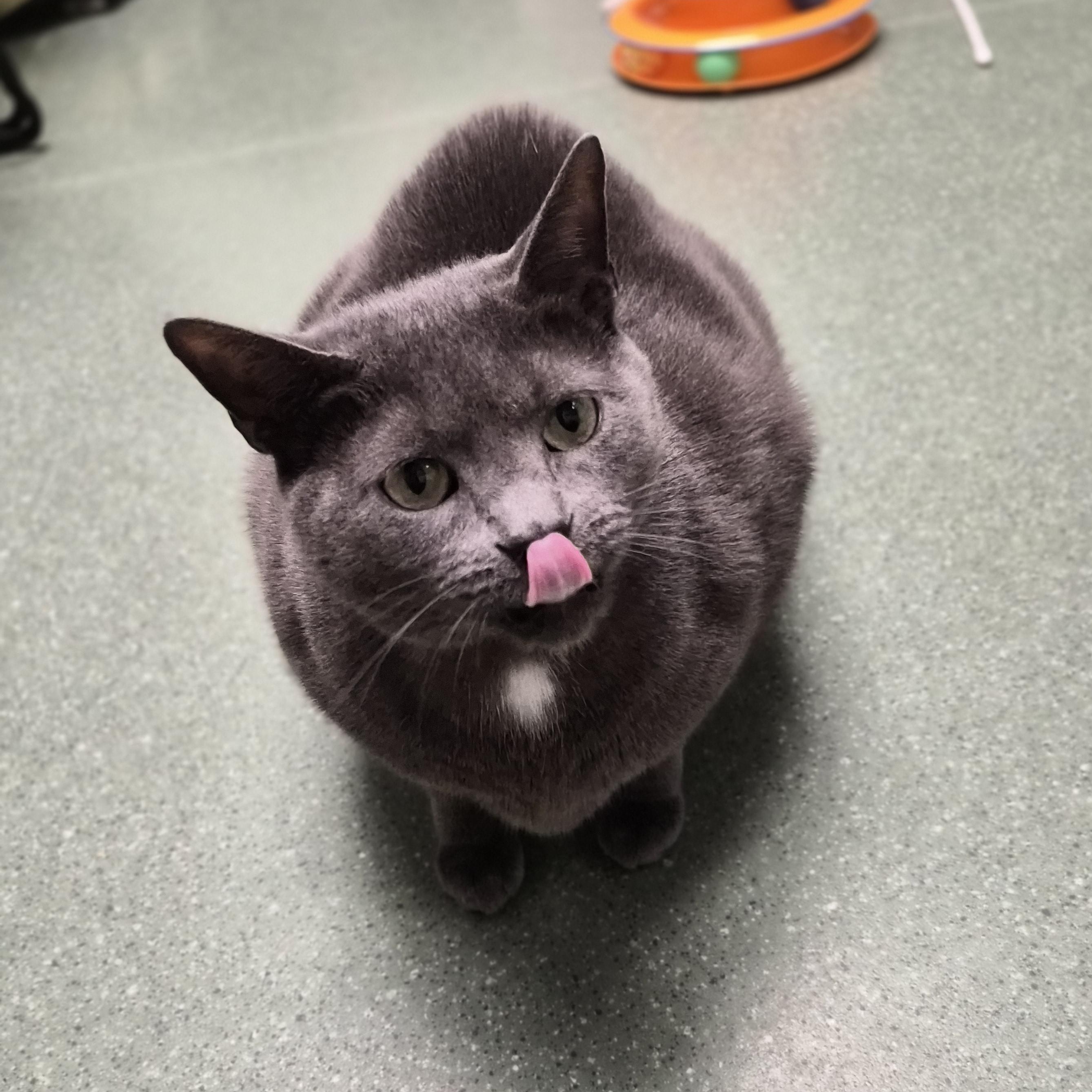 Odin, a ADOPTABLE Domestic Short Hair in Cornelius, NC image 4/6