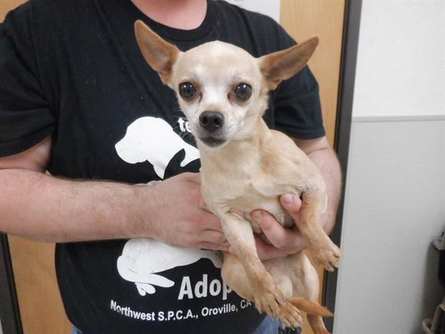 TIMMY, Adoptable, Adult Male Chihuahua & Mixed Breed.