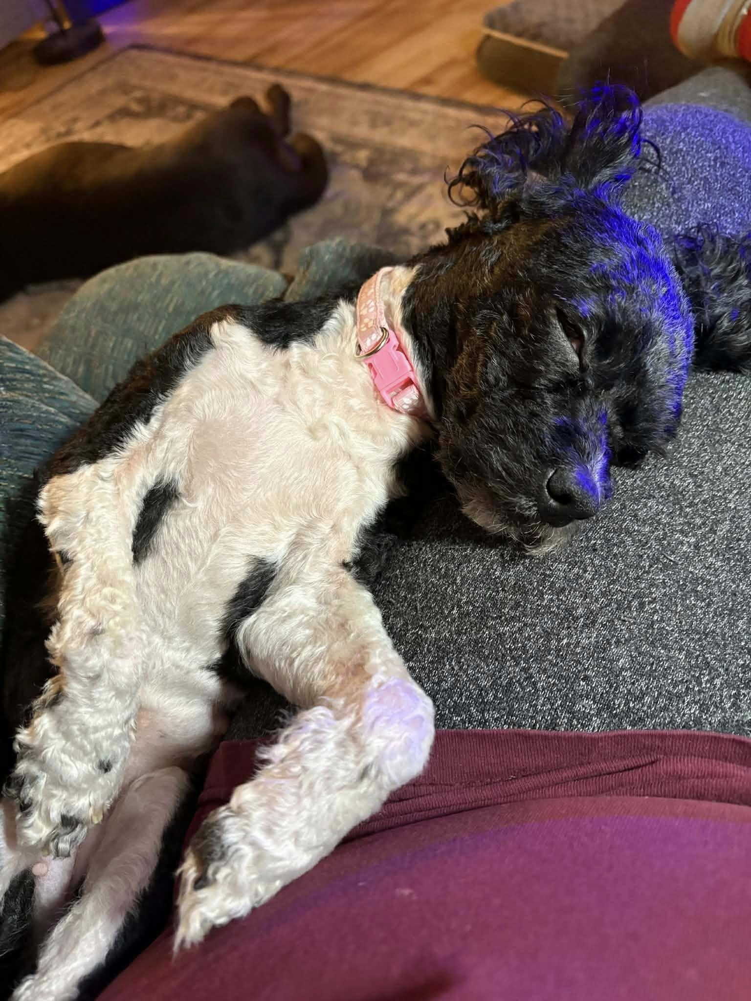 Enlarge Luna, a ADOPTABLE mixed breed in Decorah, IA image 3/4