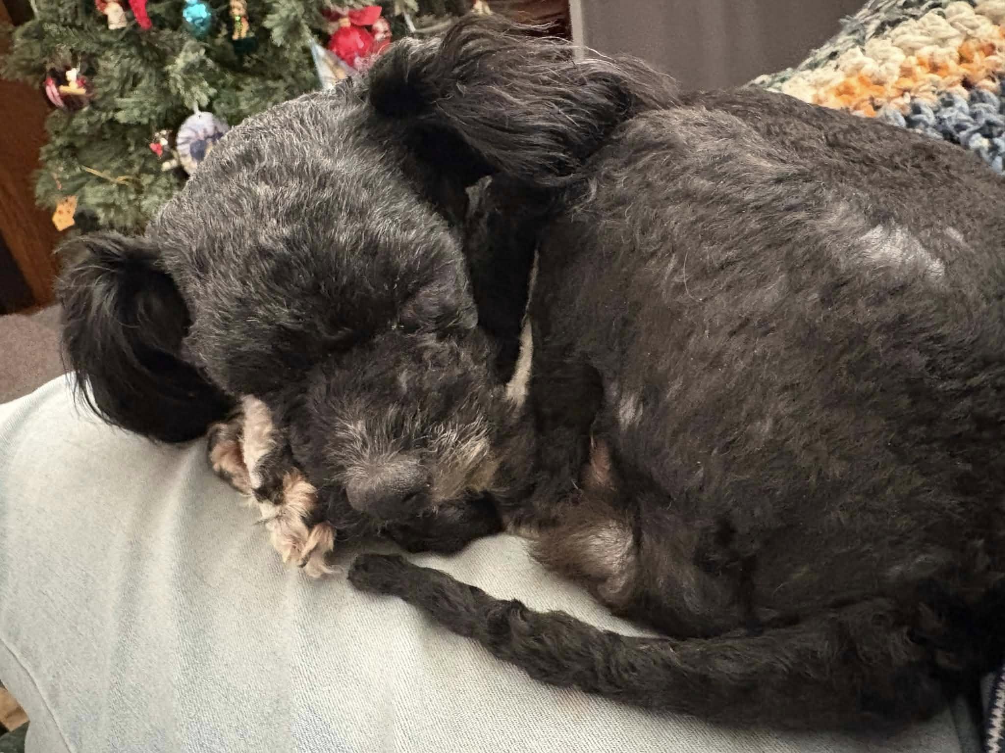 Enlarge Luna, a ADOPTABLE mixed breed in Decorah, IA image 4/4