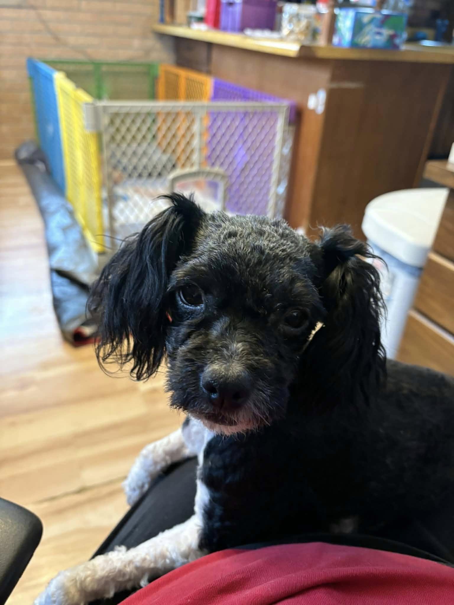 Enlarge Luna, a ADOPTABLE mixed breed in Decorah, IA image 2/4