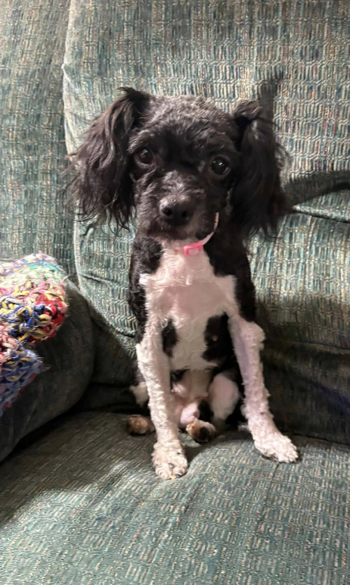 Luna, ADOPTABLE, Young Female Miniature Poodle.
