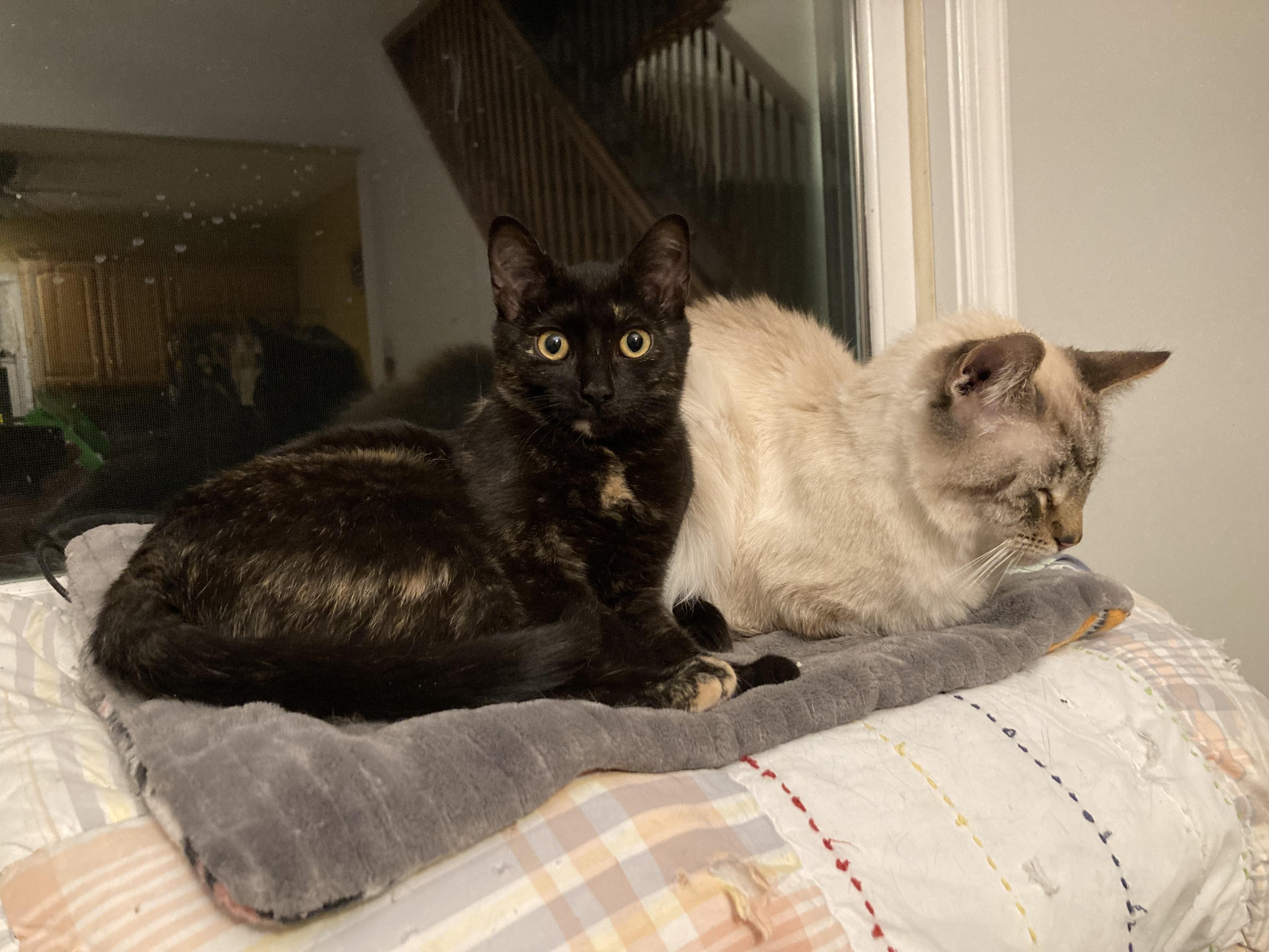 Miss Noelle, Adoptable, Kitten Female Domestic Short Hair.