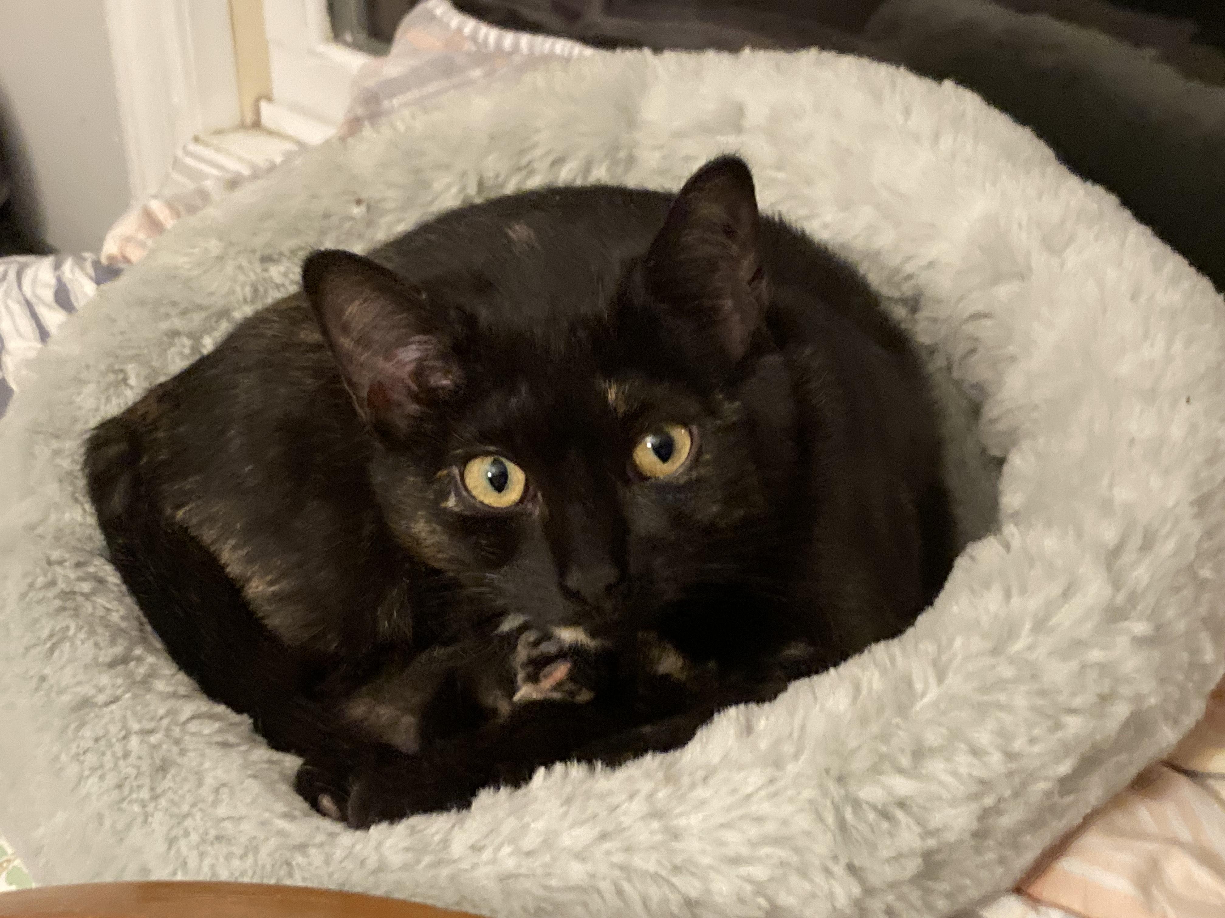 Miss Noelle, a Adoptable Domestic Short Hair in Pompton Lakes, NJ image 2/5