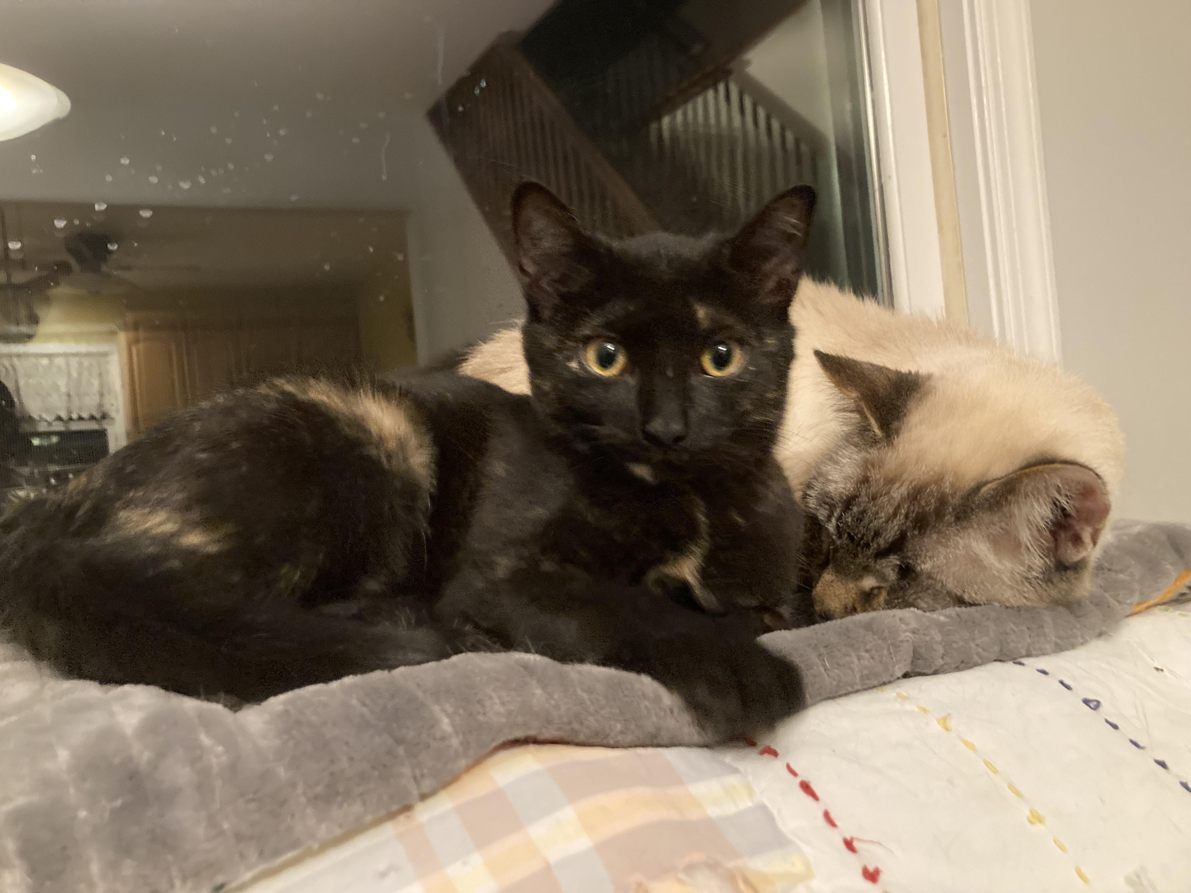 Miss Noelle, a Adoptable Domestic Short Hair in Pompton Lakes, NJ image 3/5