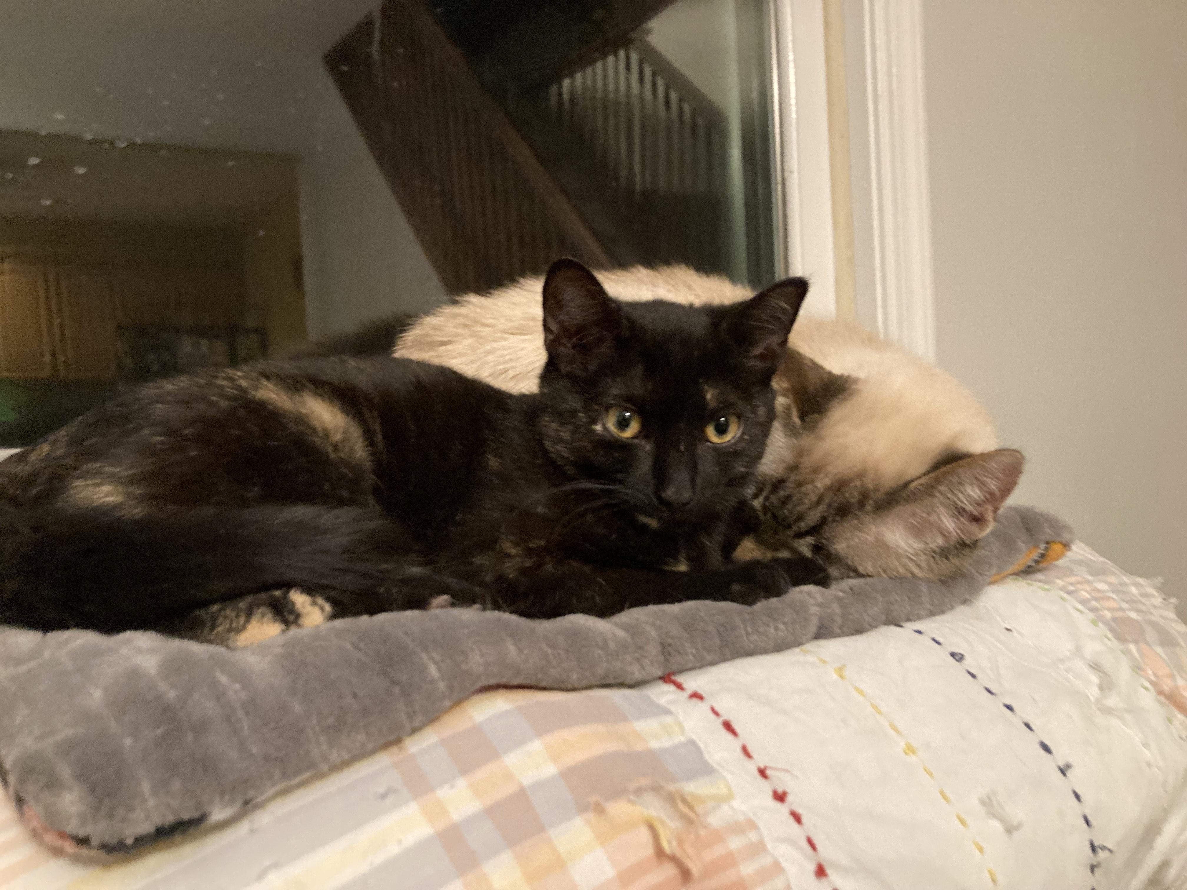Miss Noelle, a Adoptable Domestic Short Hair in Pompton Lakes, NJ image 4/5