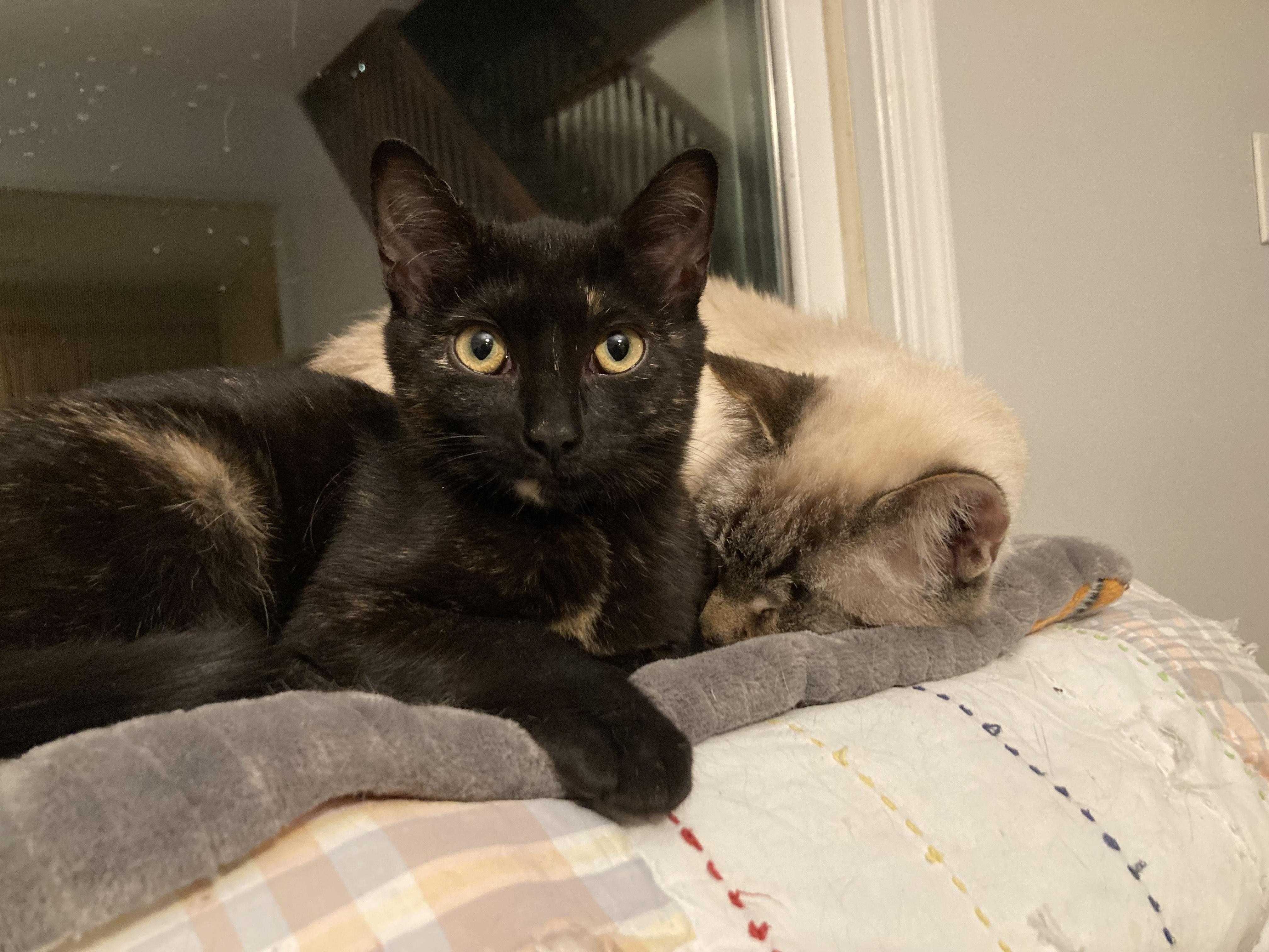 Miss Noelle, a Adoptable Domestic Short Hair in Pompton Lakes, NJ image 5/5