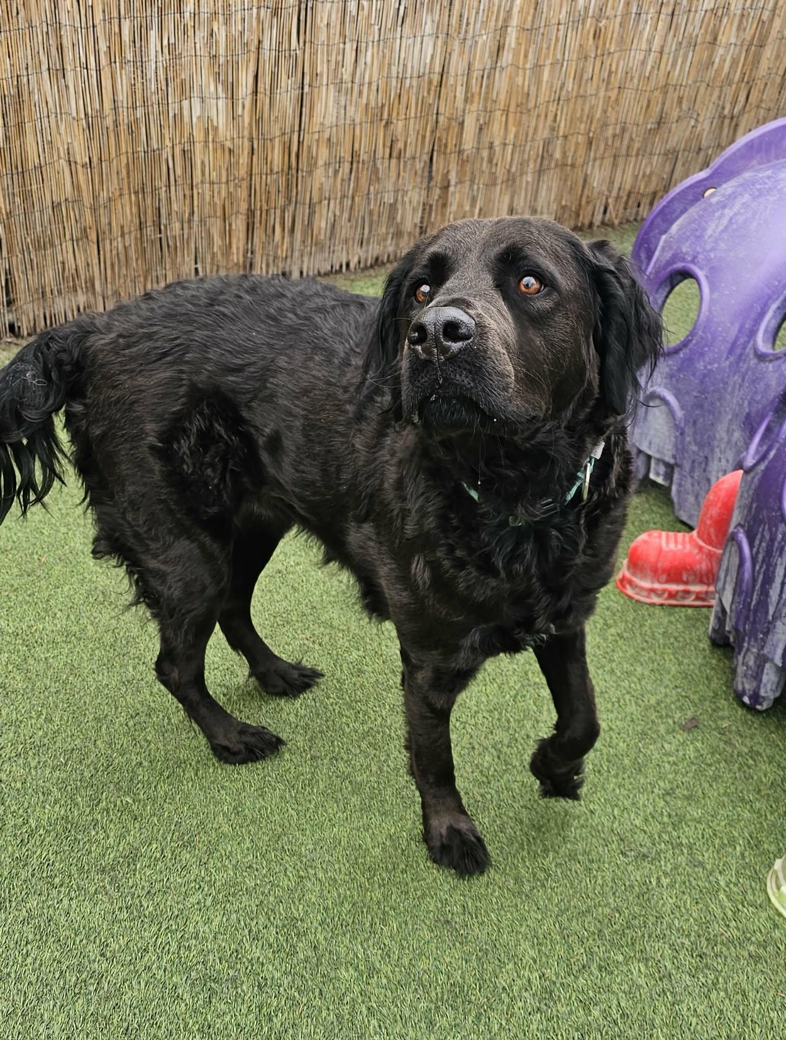 Enlarge Zuzu, an adopted mixed breed in Orem, UT image 2/3