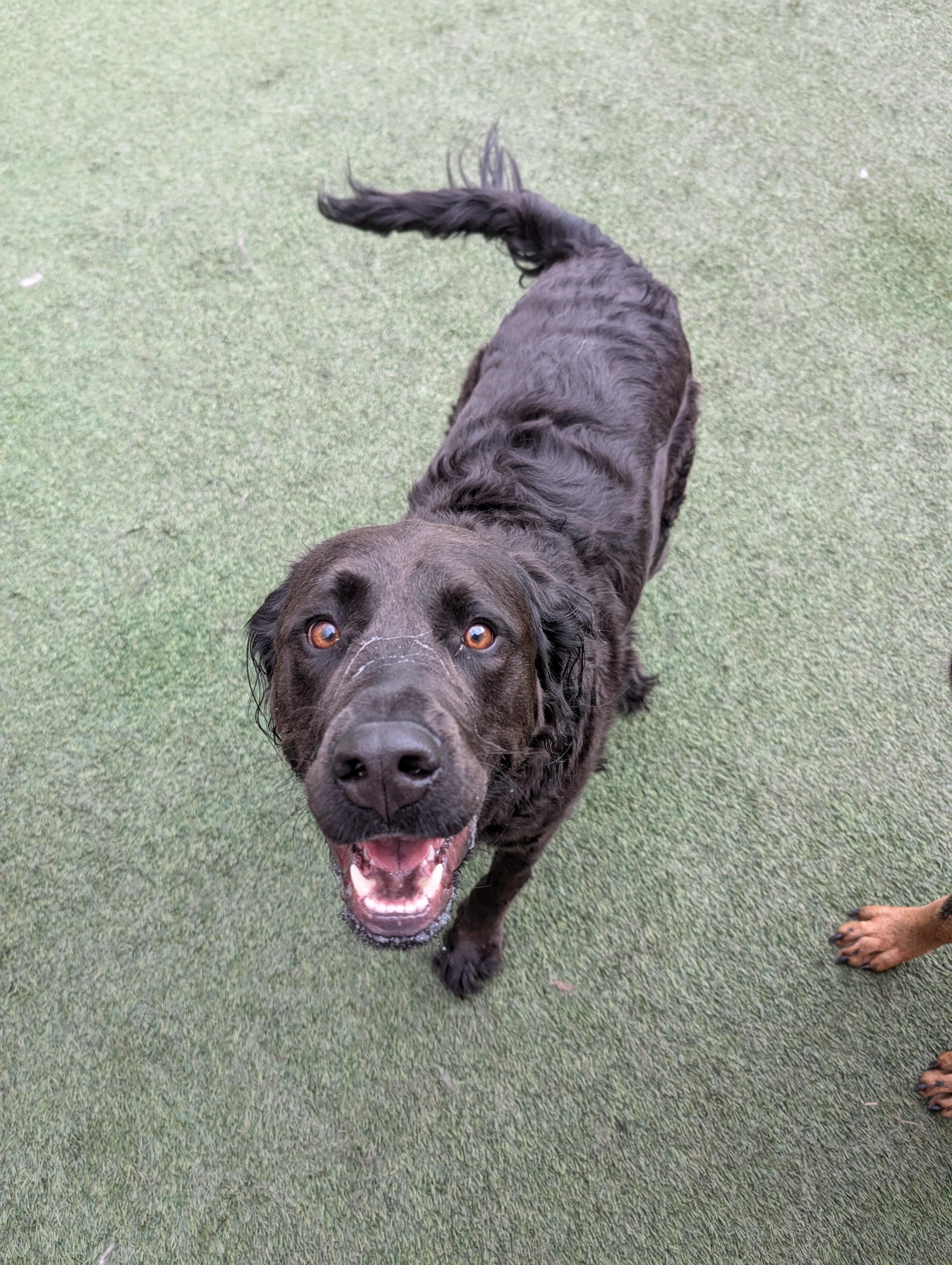 Enlarge Zuzu, an adopted mixed breed in Orem, UT image 3/3