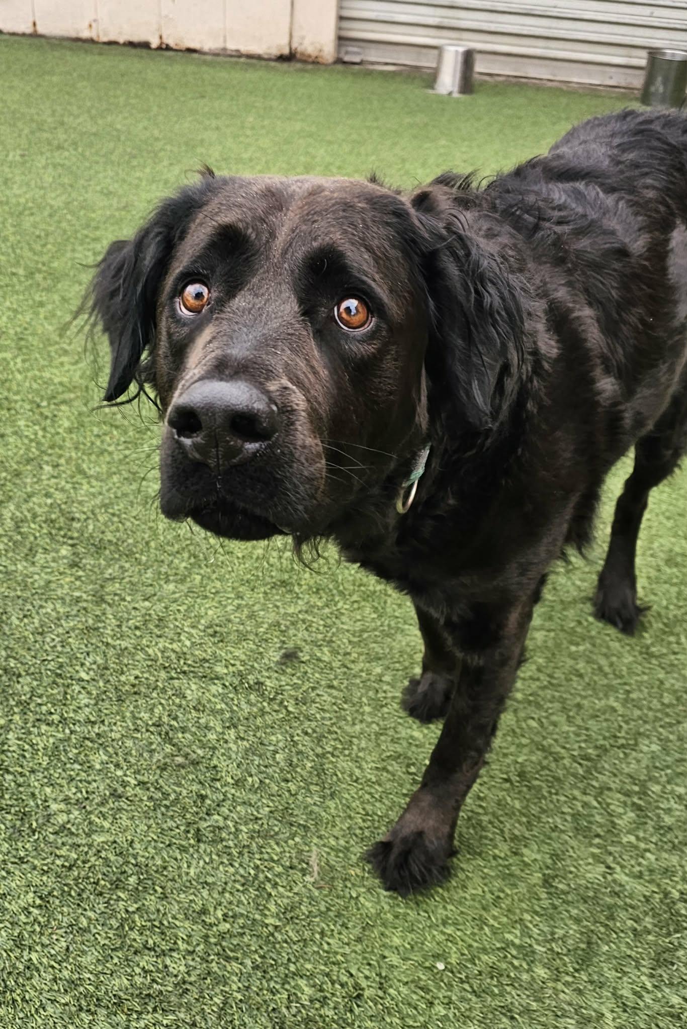 Enlarge Zuzu, an adopted mixed breed in Orem, UT image 1/3